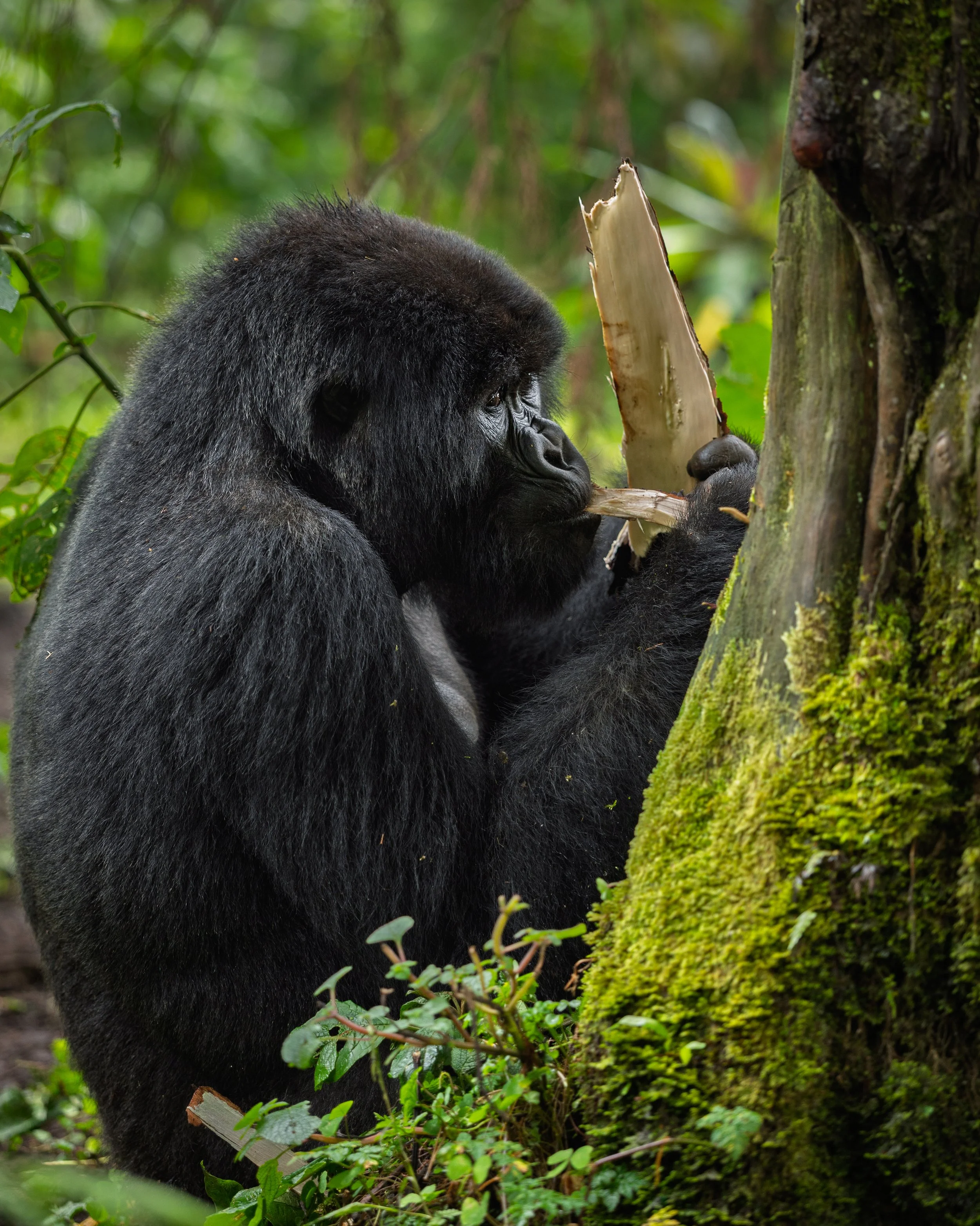 A young member of the Umubano family of mountain gorillas | Nyungwe National Forest, Rwanda