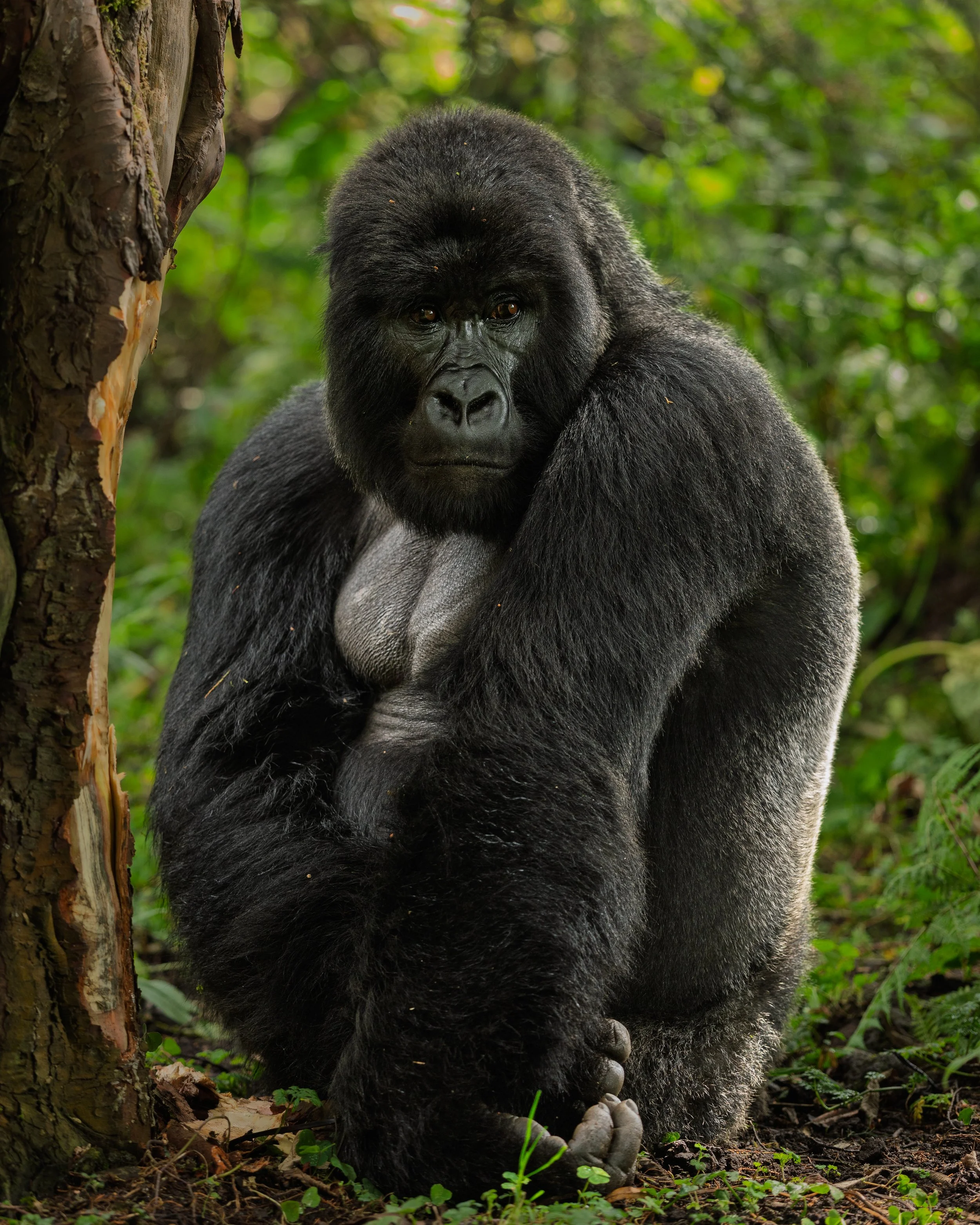 A dominant silverback mountain gorilla of the Umubano clan | Virunga Mountains, Rwanda