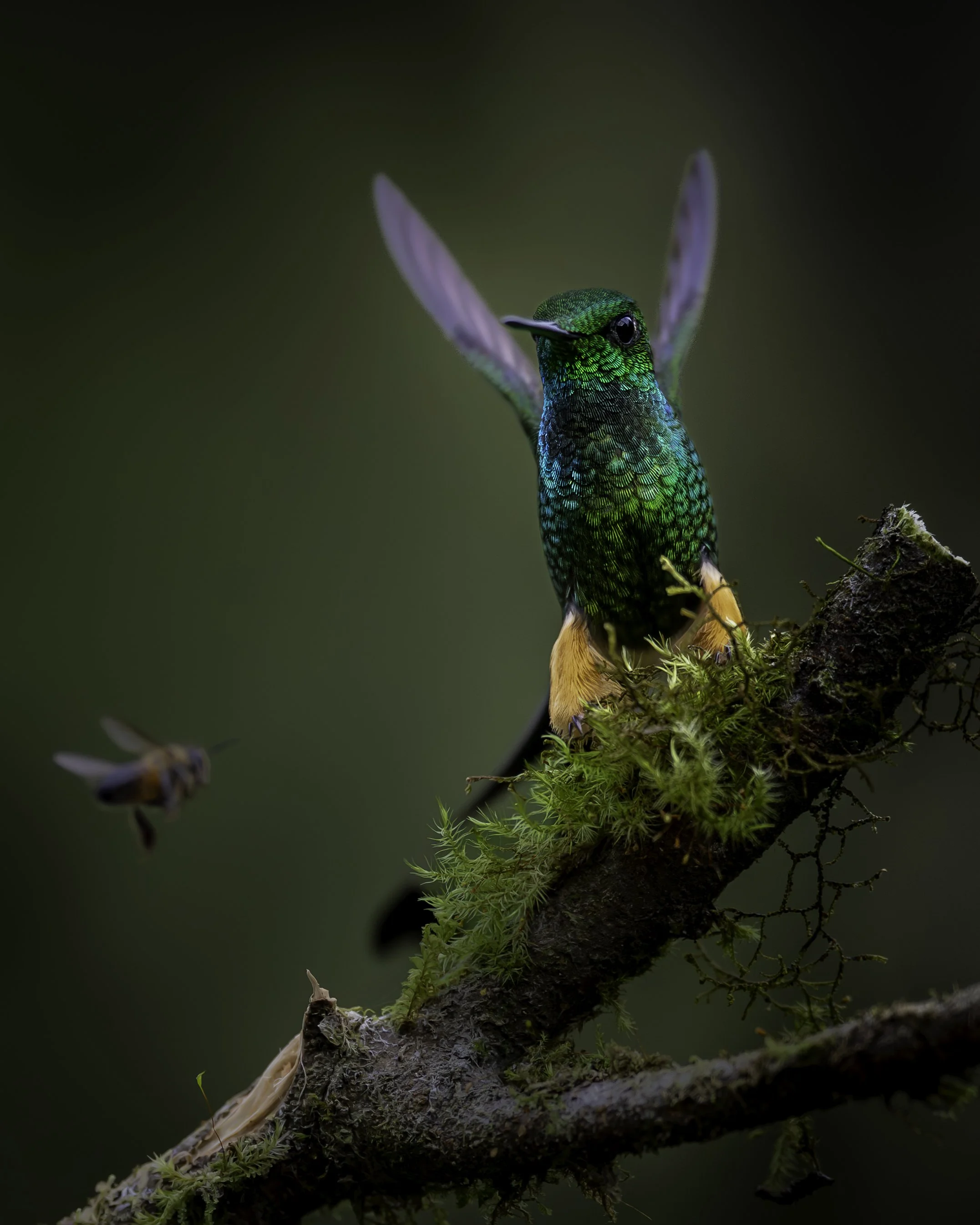 Peruvian Racket-tail | San Isidro, Ecuador