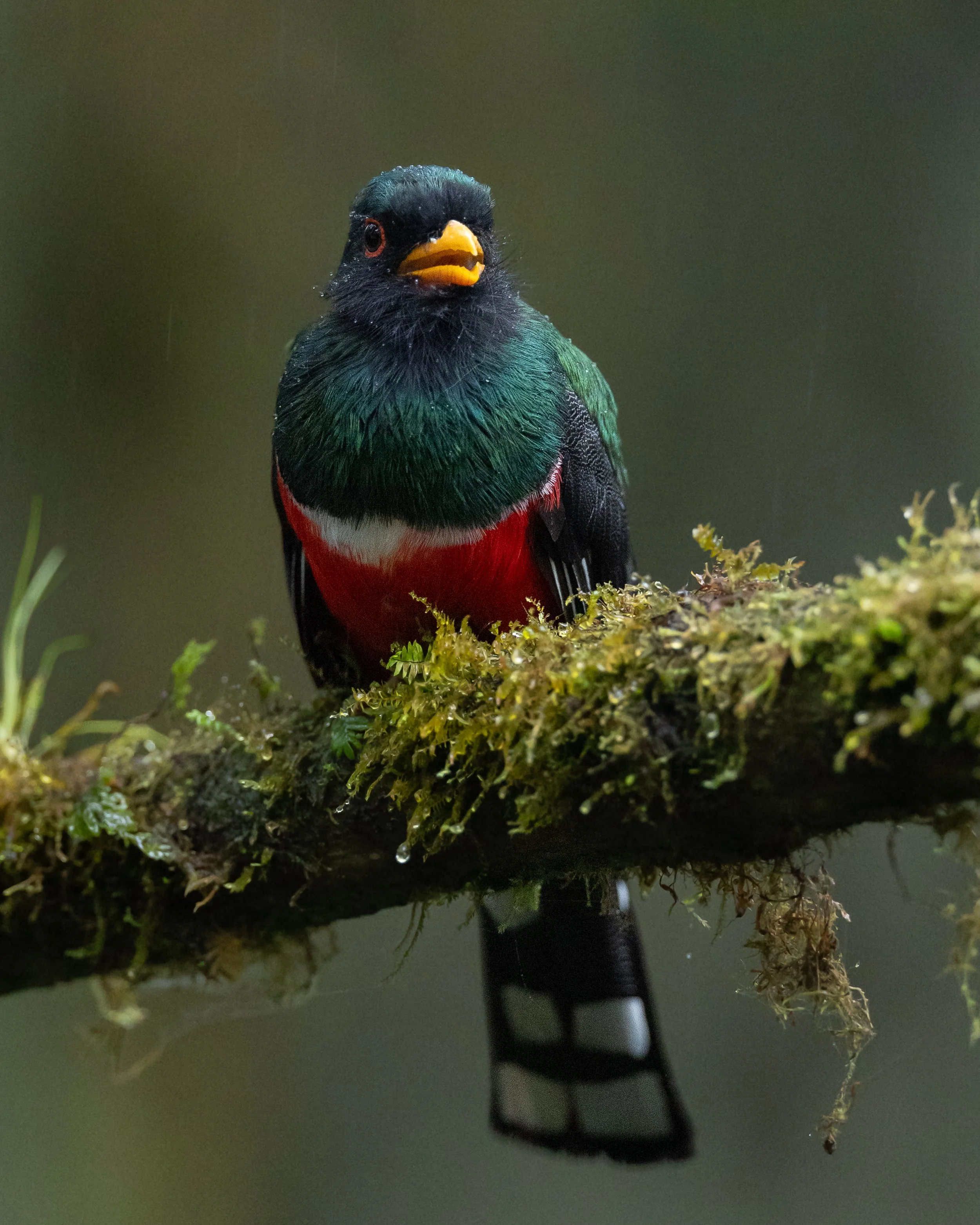 Masked Trogon | Mindo, Ecuador