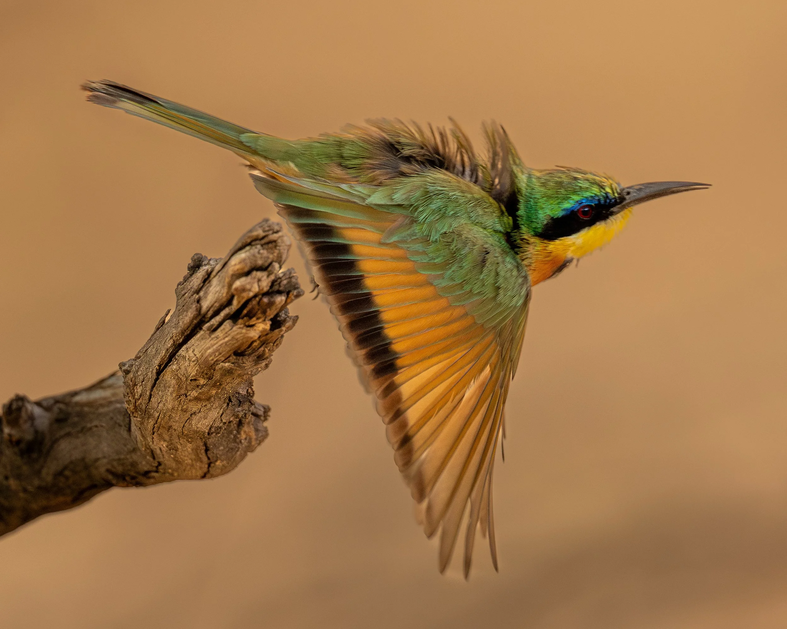 Somali Bee-eater | Kenya