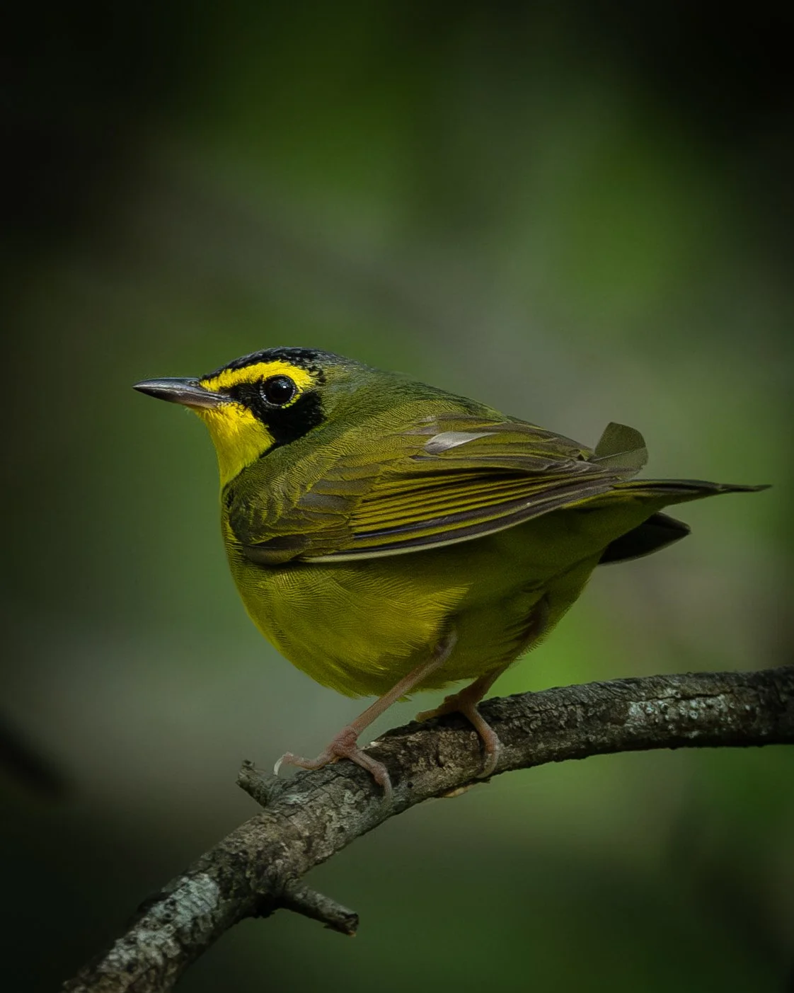 Kentucky Warbler | Ozark Mountains, Missouri
