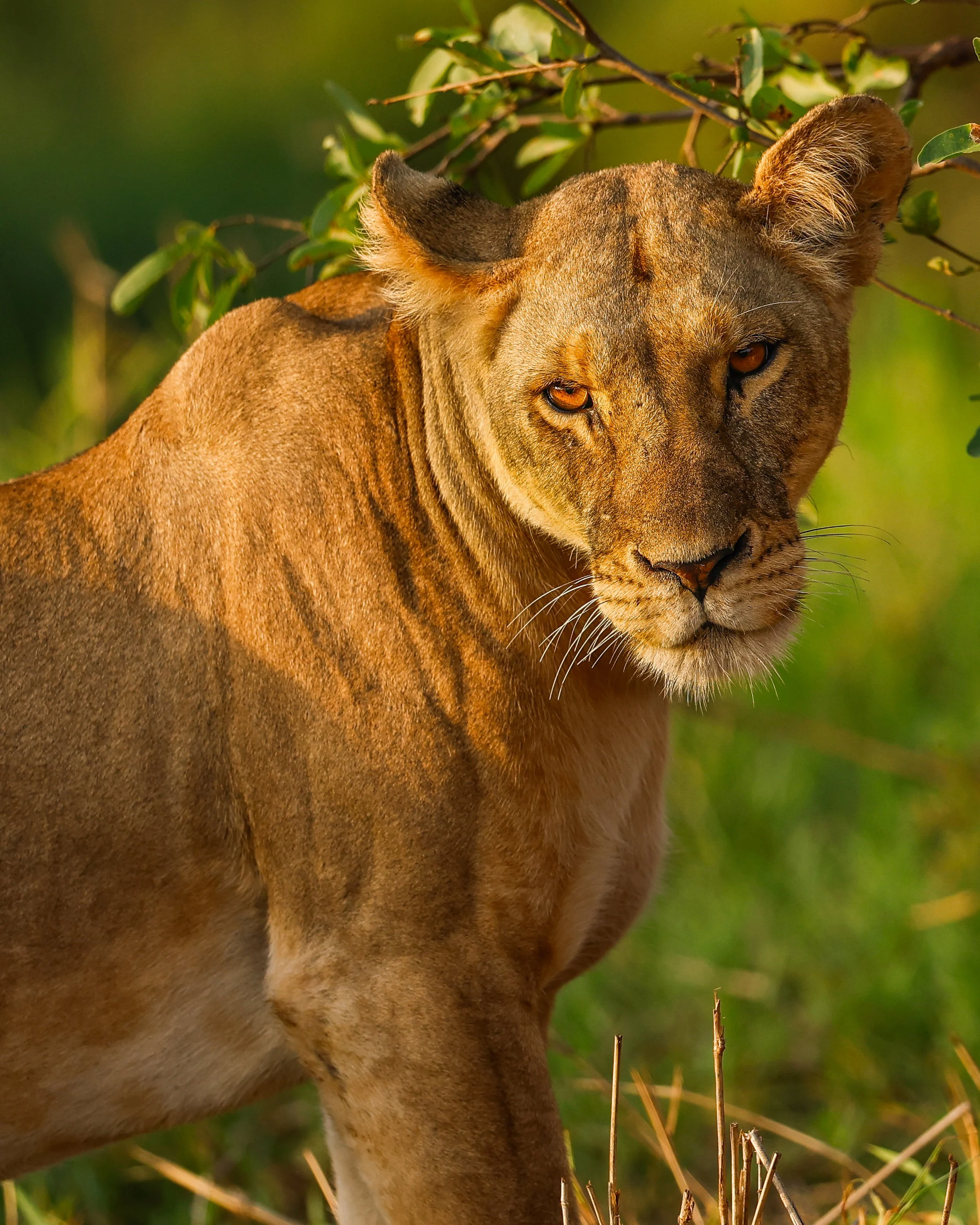 The Lioness | Tanzania