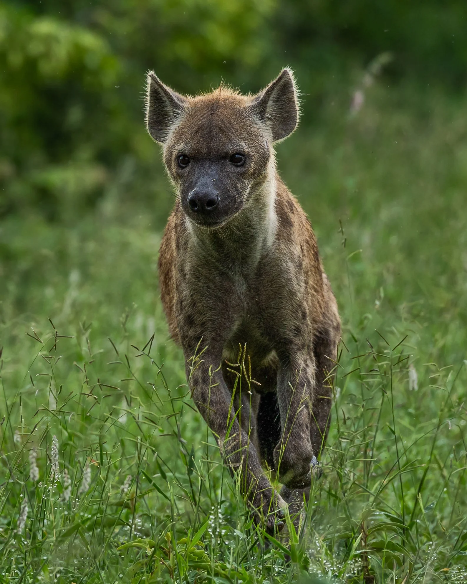 Hyena | South Africa