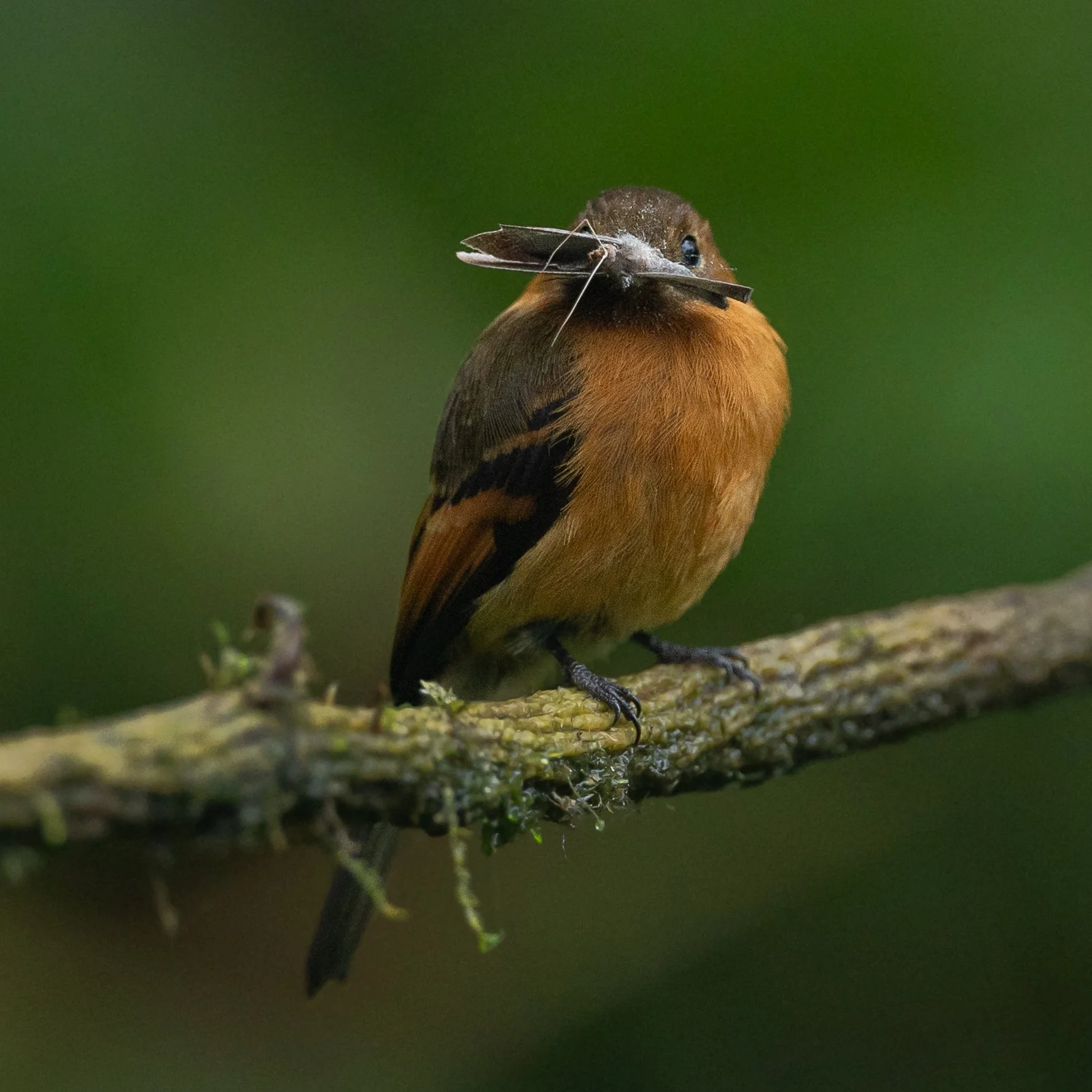 Cinnamon-flycatcher | Ecuador