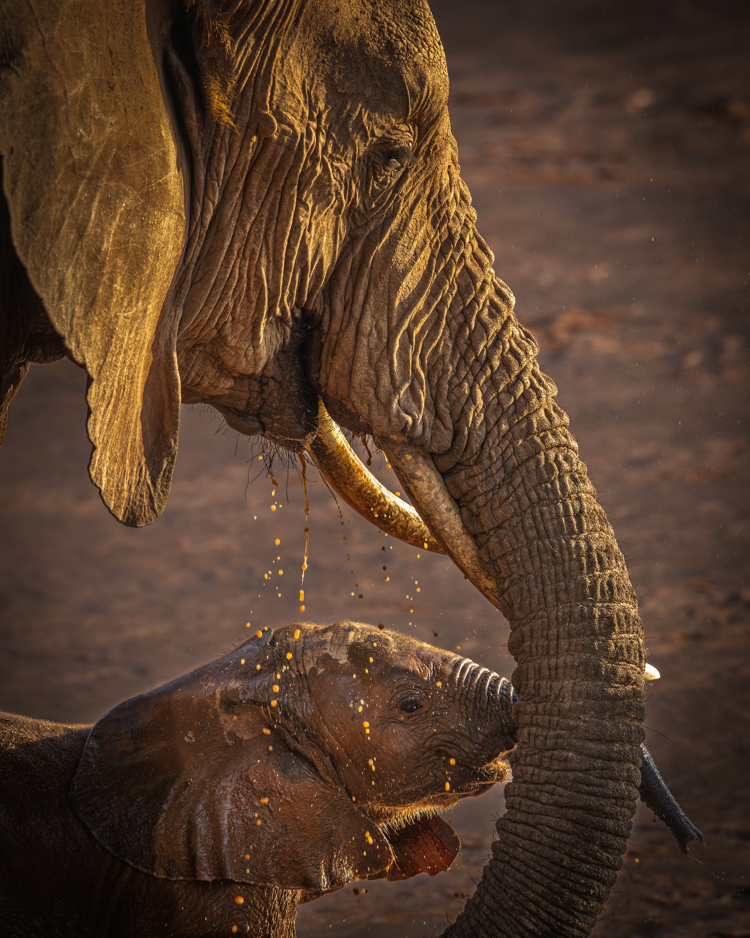 Mother and baby elephant | Buffalo Springs NR, Kenya