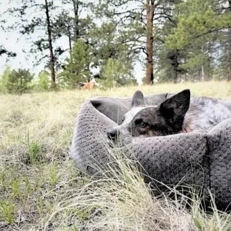 Ody the dog is a peaceful presene and companion