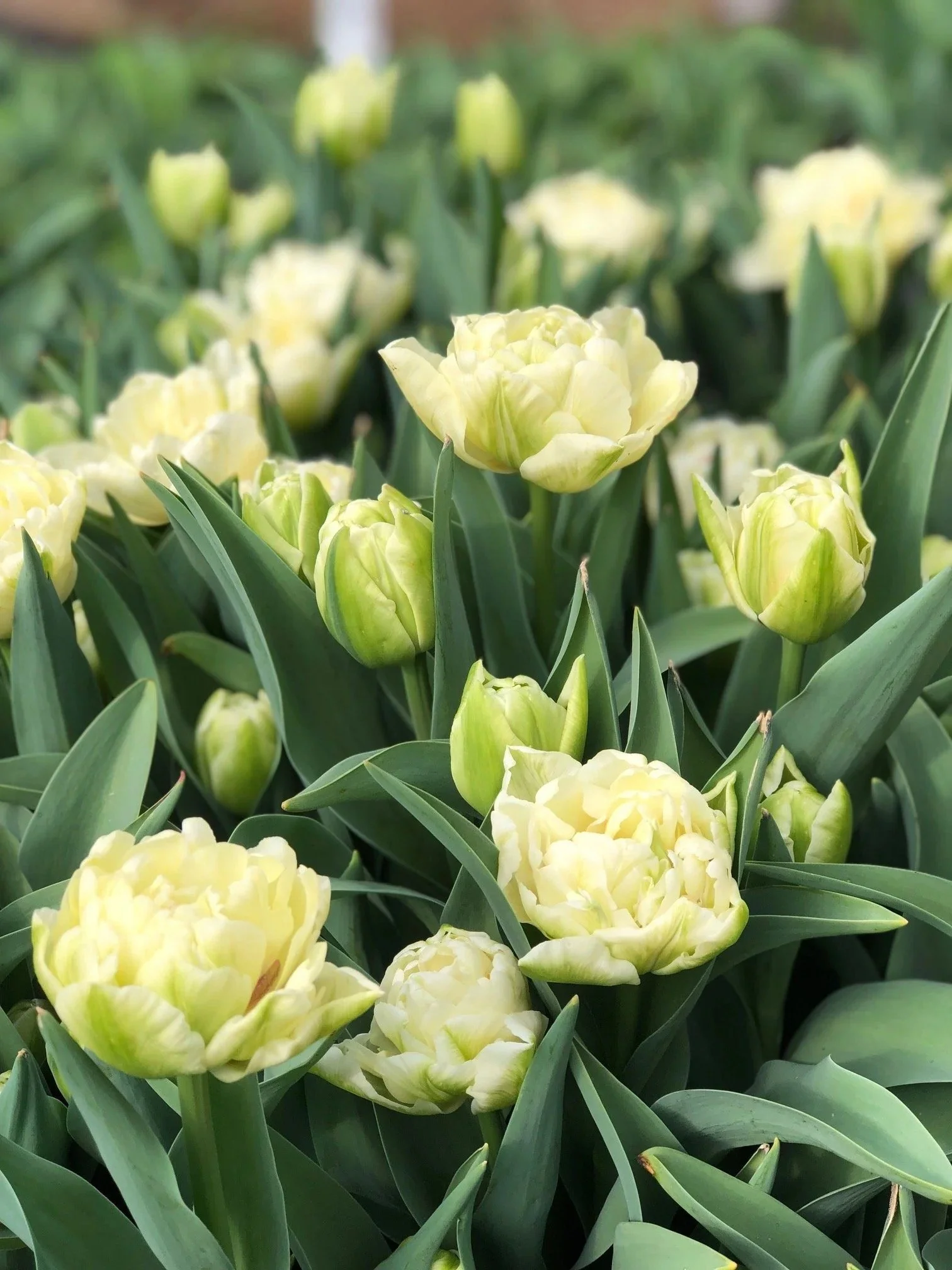 Spring Flower Bucket