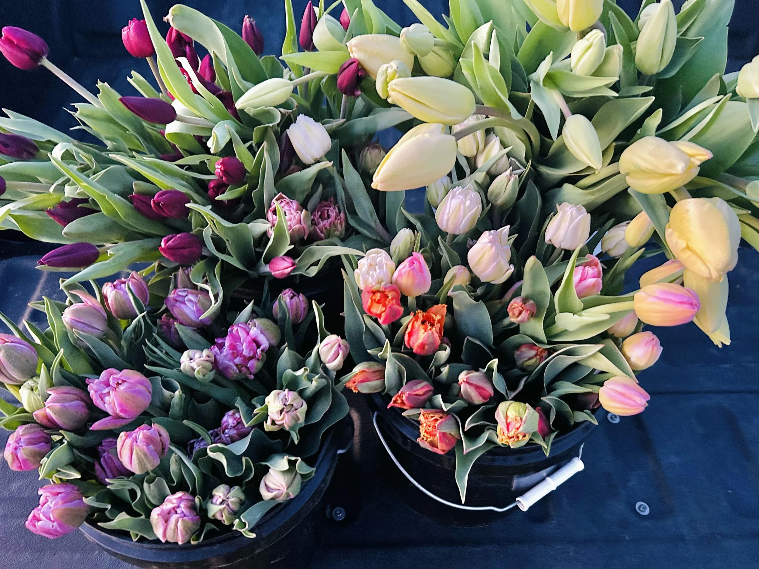 tulip buckets.jpg