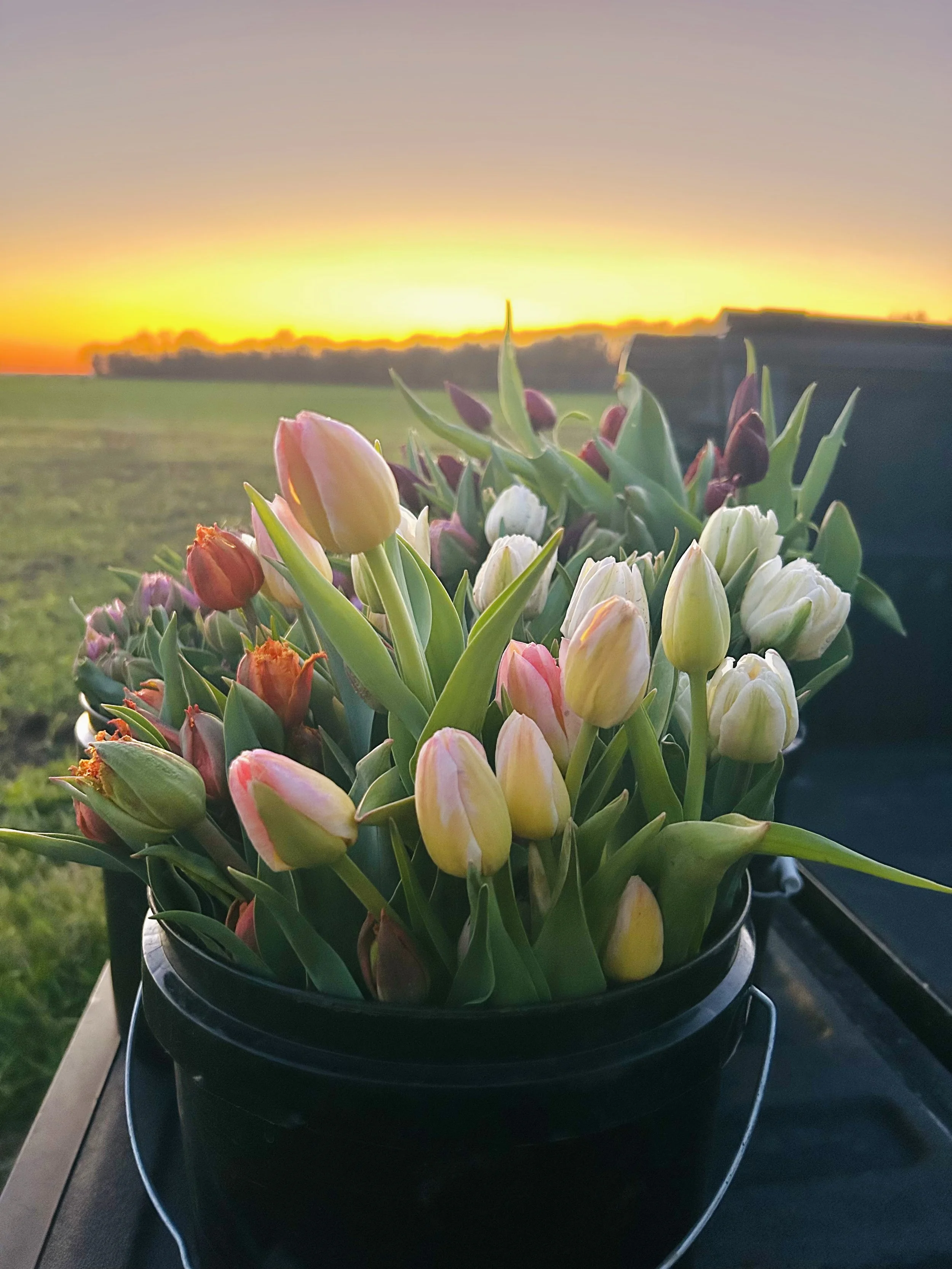 tulip bucket sunset .jpeg