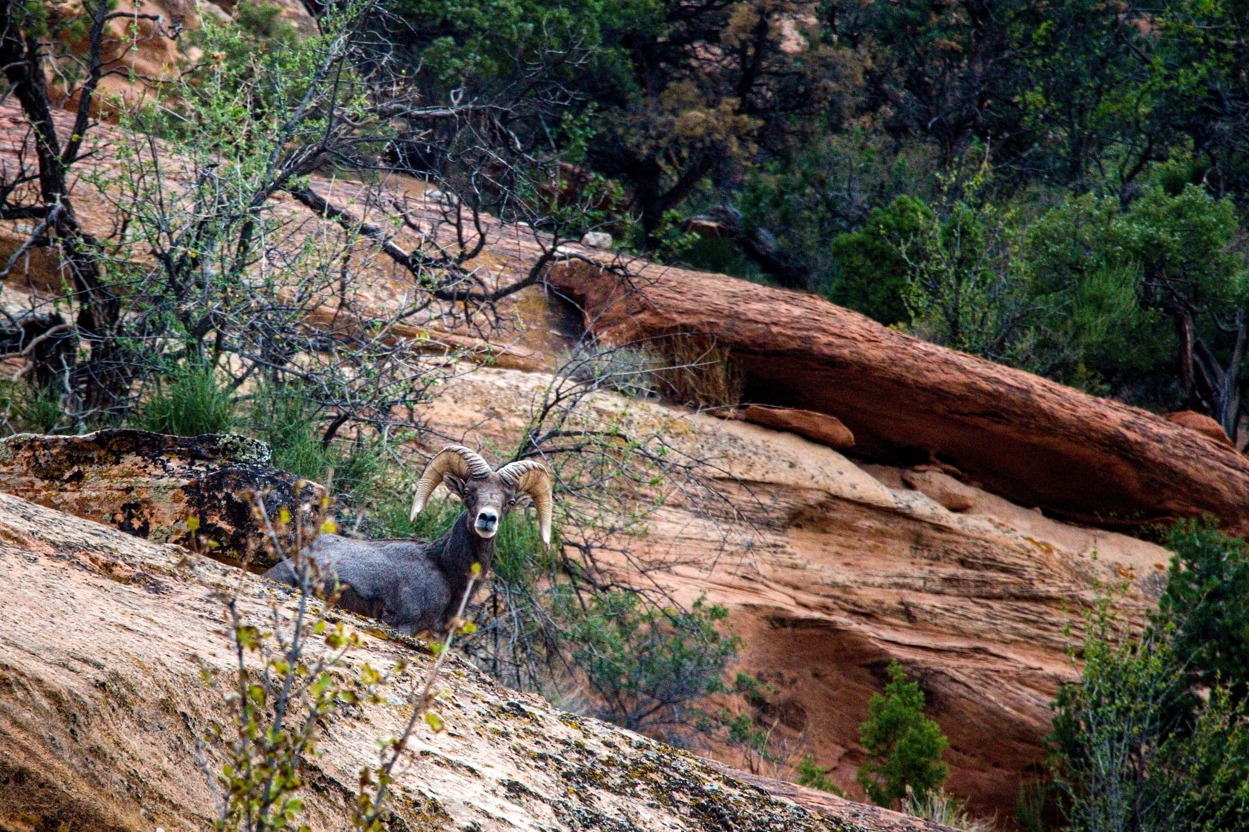 202010098798EOS REBEL T5i - Variant 1.jpg