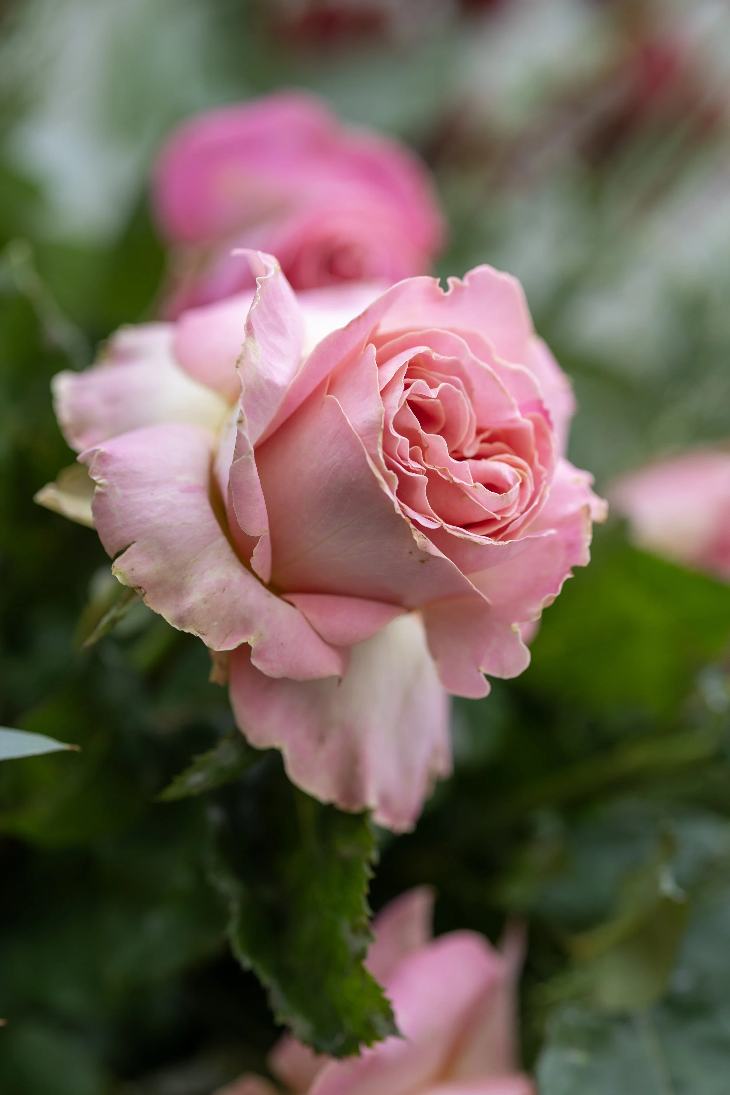 0D2A6519.jpg