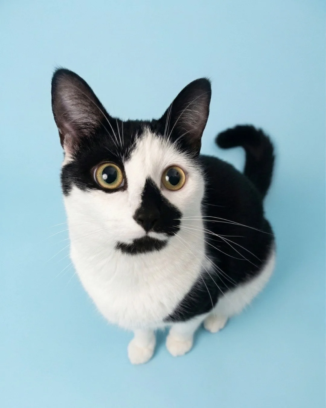 Close-up of a black and white cat with wide yellow eyes, looking up, against a light blue background.