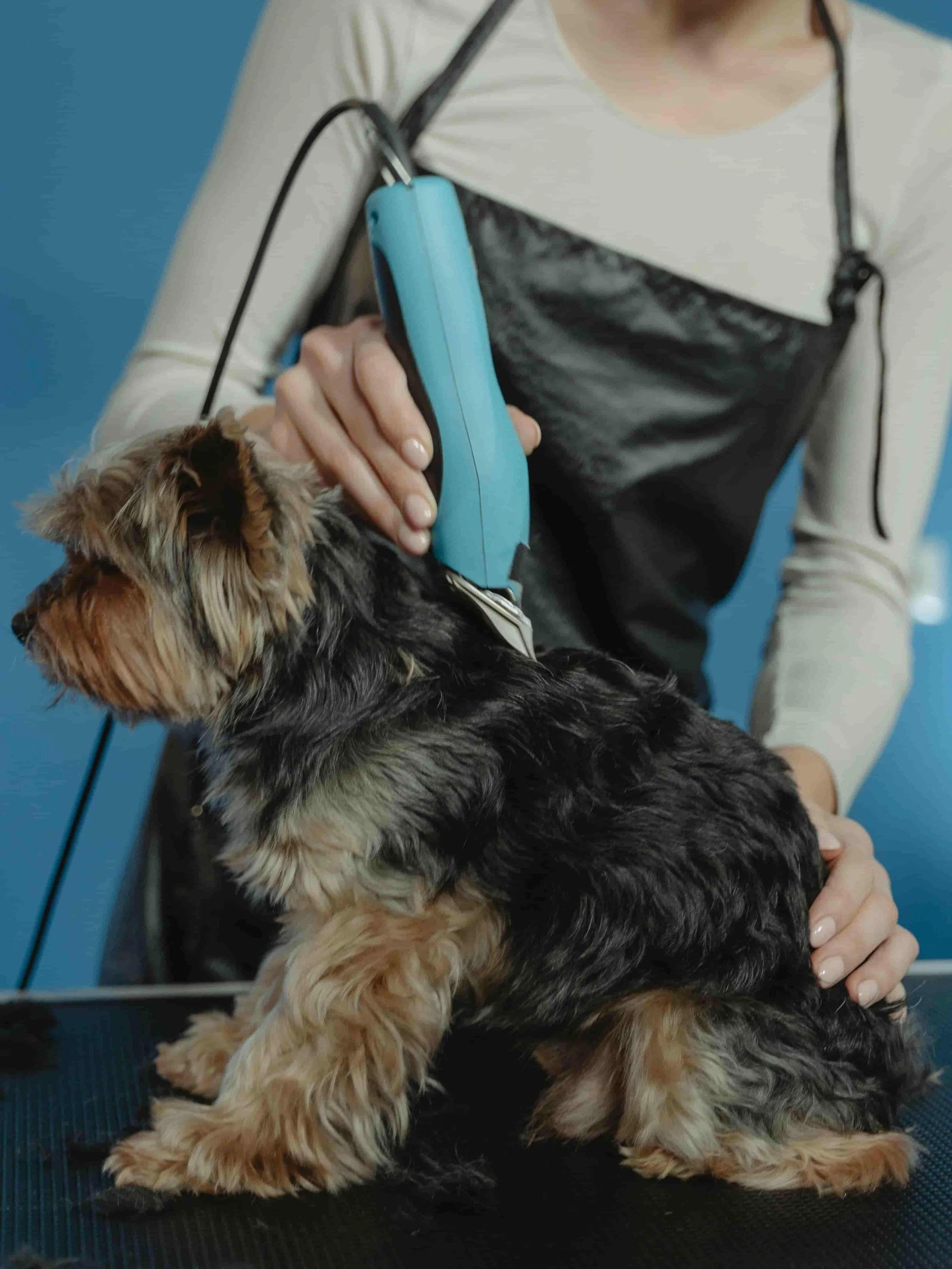 A person grooming a small, dark-colored dog with a grooming tool. The dog is sitting on a grooming table.