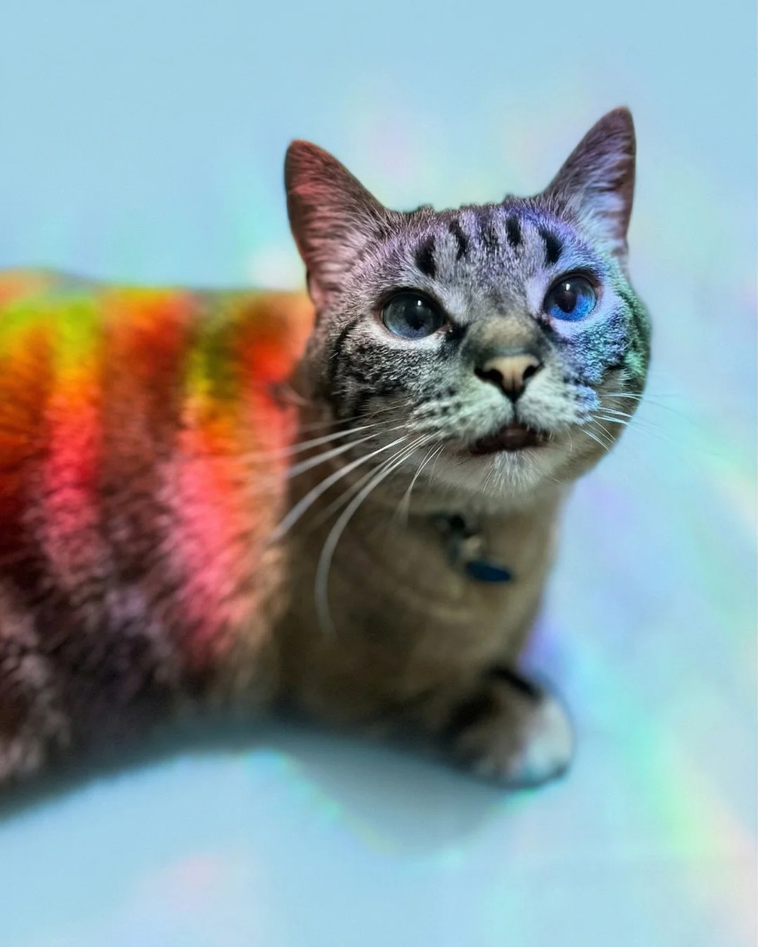 Close-up of a tabby cat with blue eyes, looking at the camera on a light blue and rainbow prism background.