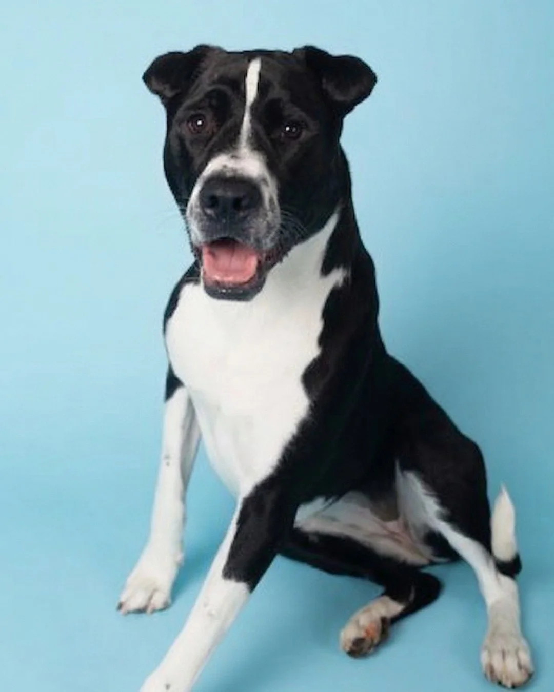 Rory, A black and white dog with a spotted muzzle, sitting on a light blue surface with a light blue background.