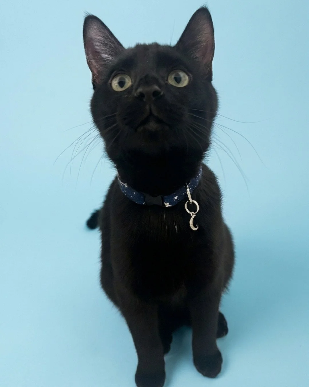 Black cat with yellow eyes wearing a blue collar with white constellation patterns and a silver moon and star tag, sitting on a light blue background.