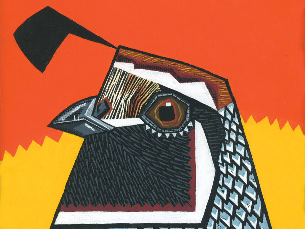 California Quail