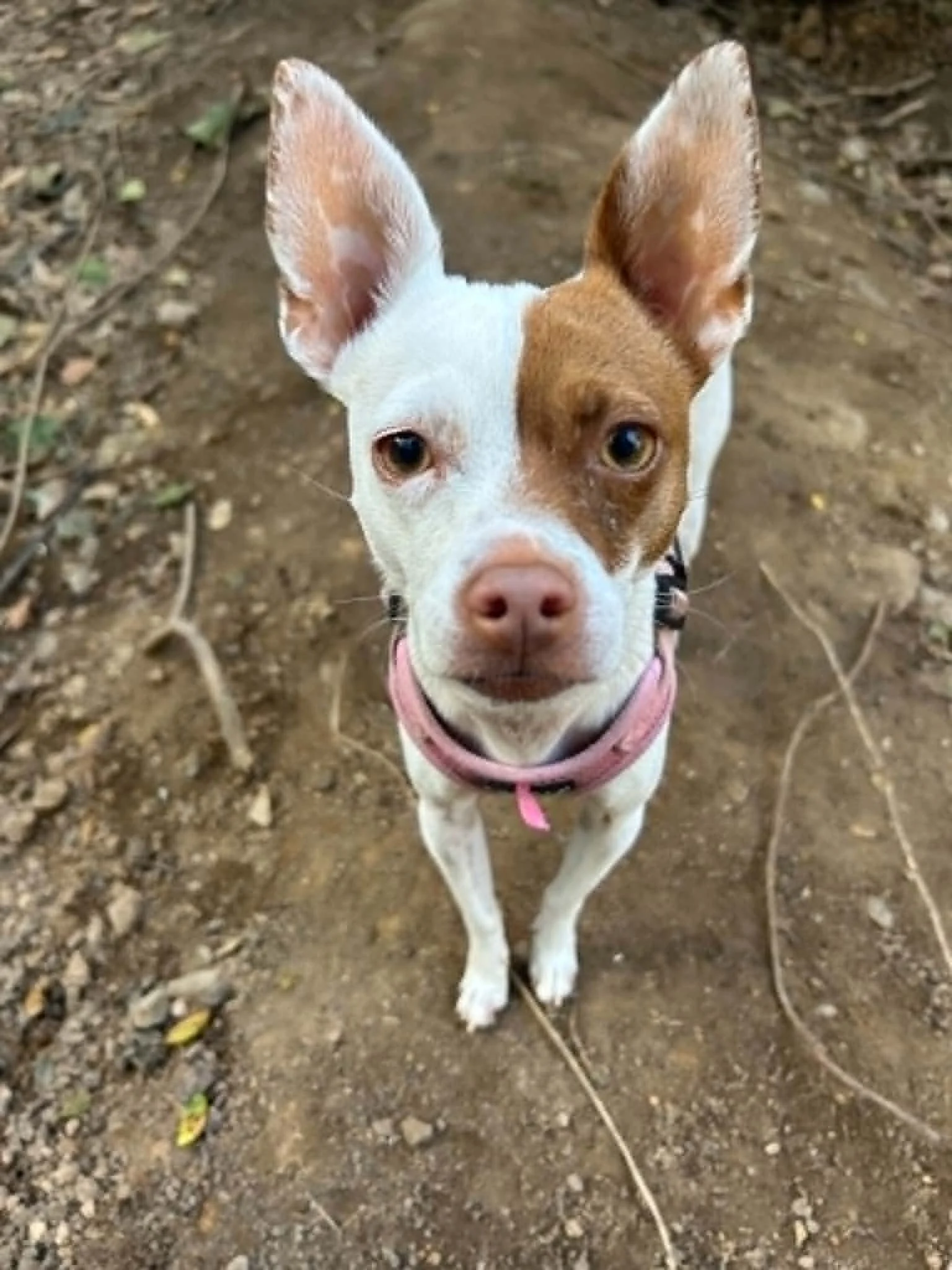 Young dog with white and brown fur, erect ears, and a pink collar, standing on dirt ground with small plants and twigs.