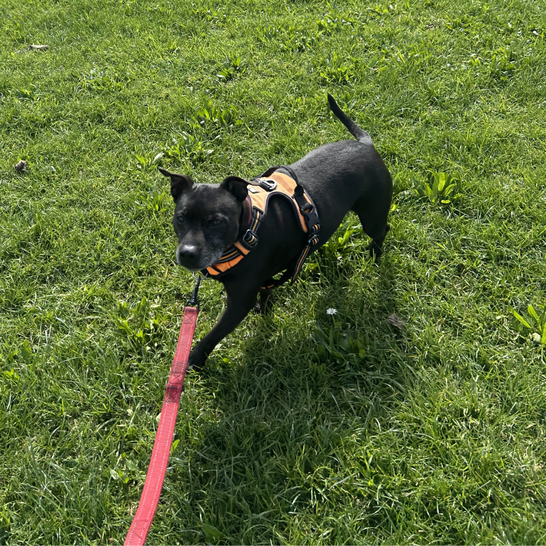 Black dog on a grassy field, wearing an orange harness attached to a red leash.