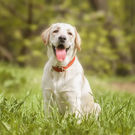 tired happy relaxing lab.webp