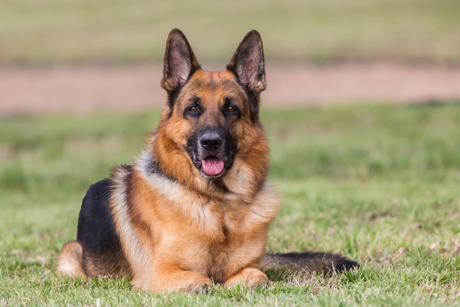 german shepherd.jpg