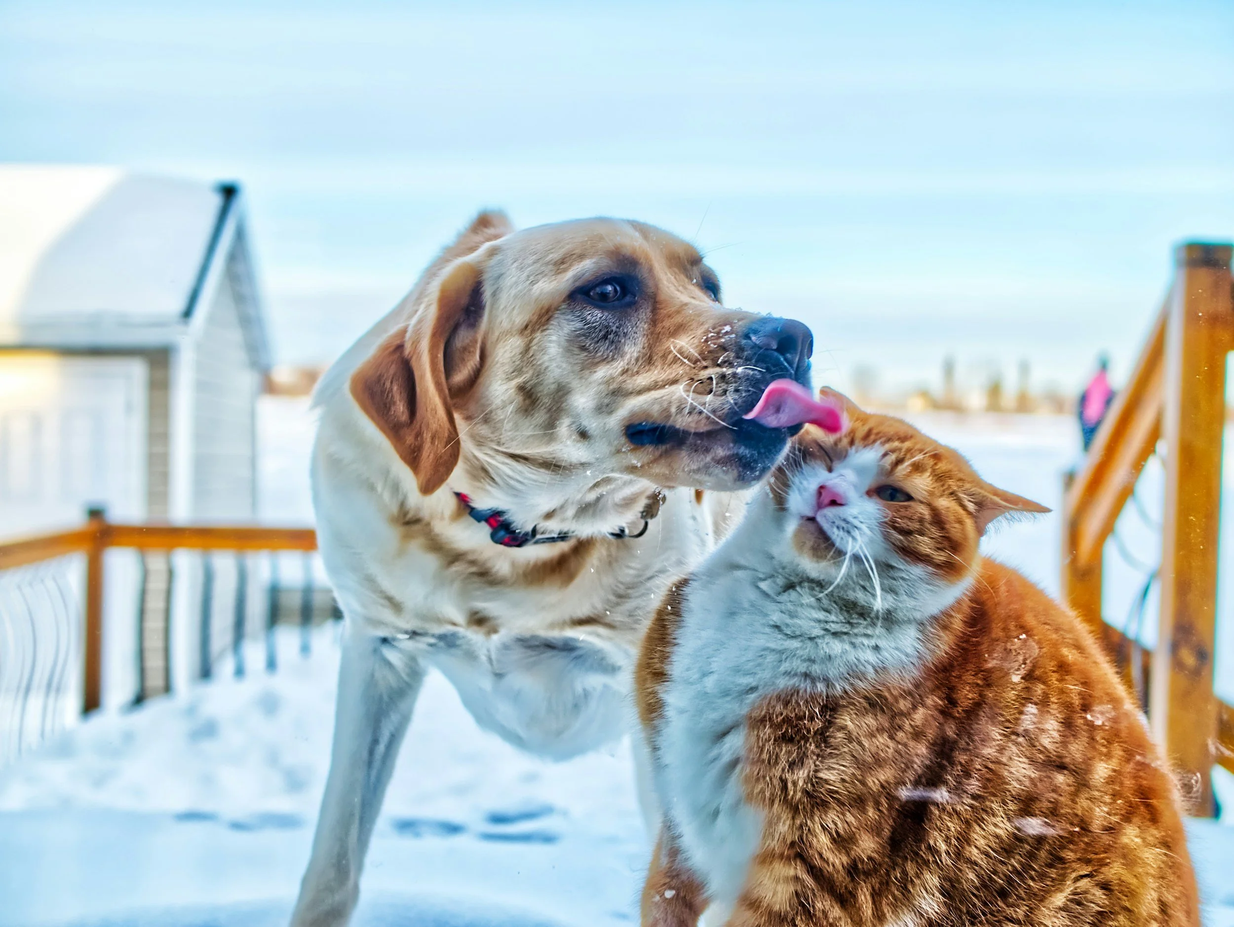 A dog licking a cat in a snowy outdoor area with dog houses and a person in the background.