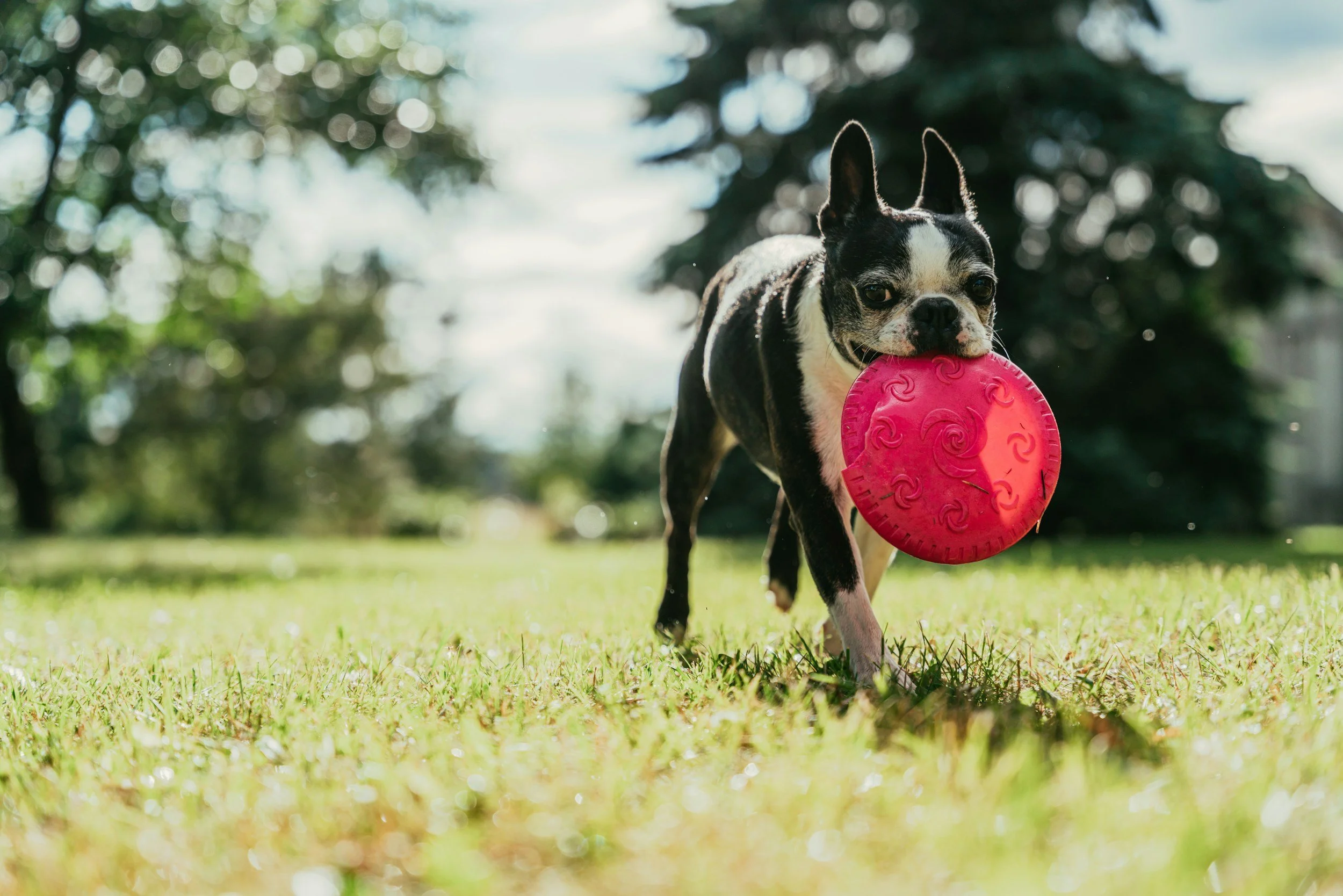 A small black and white dog, possibly a Boston Terrier, walking on grass with a red rubber toy in its mouth, outdoors with trees and sky in the background.