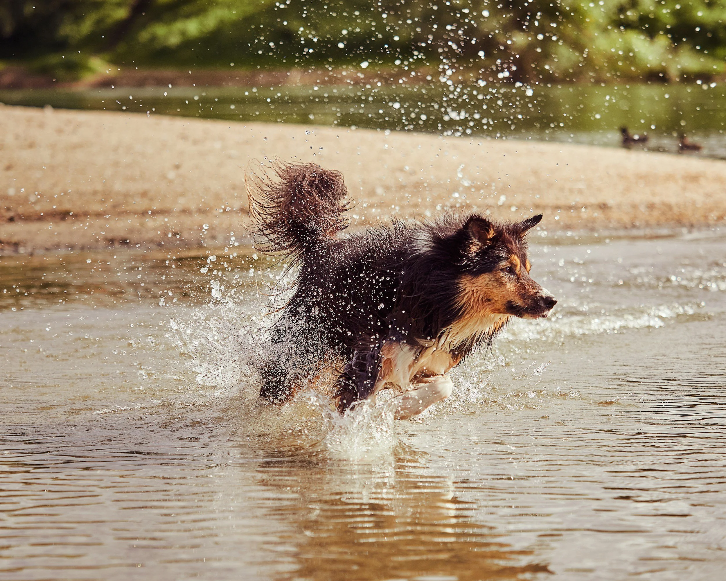 A dog running through shallow water at a beach with water droplets splashing around and a blurry green background.