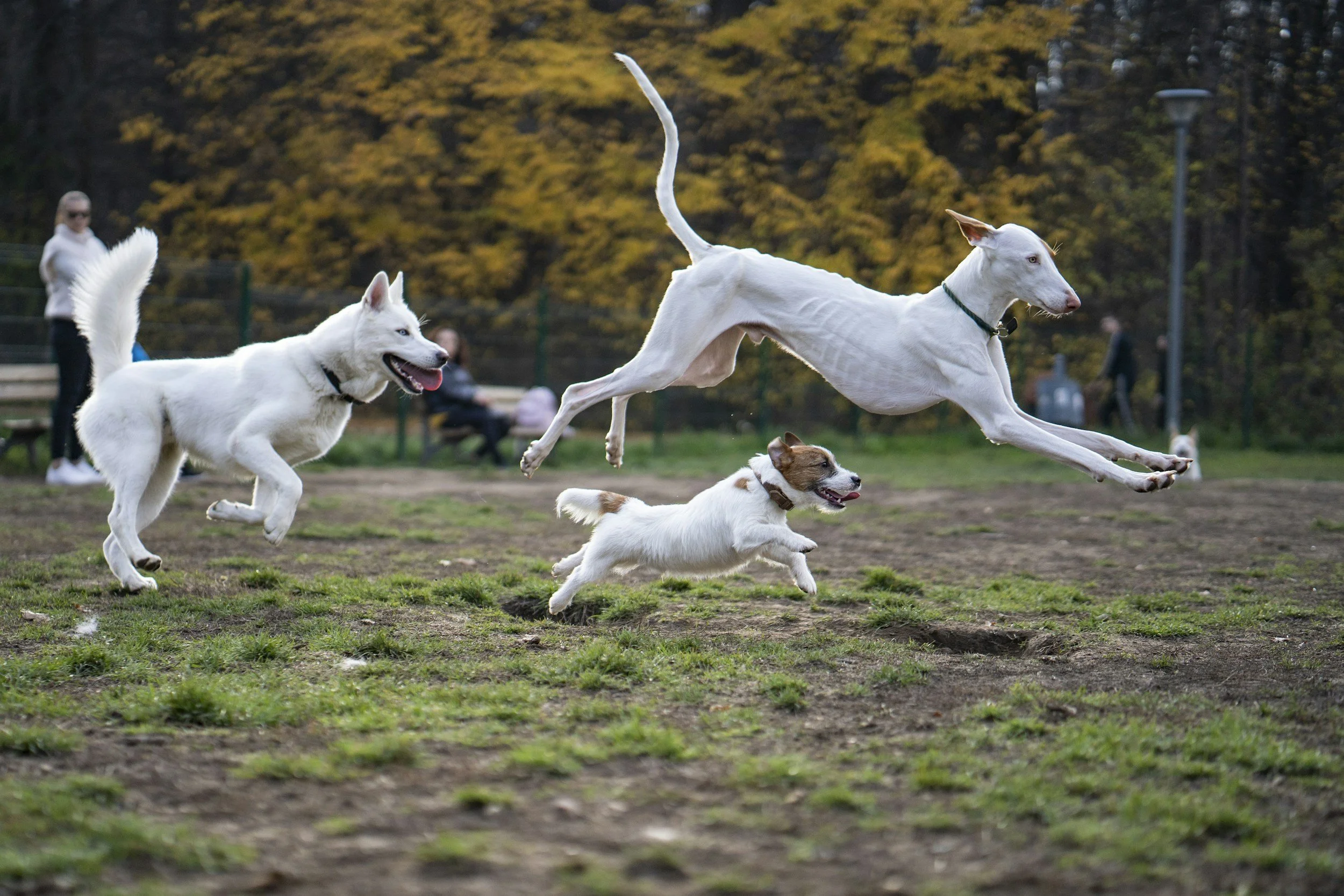 Four dogs, including a white husky, a white Greyhound, and two smaller dogs, are playing and running in a park with autumn-colored trees in the background. People are sitting on benches and walking in the distance.