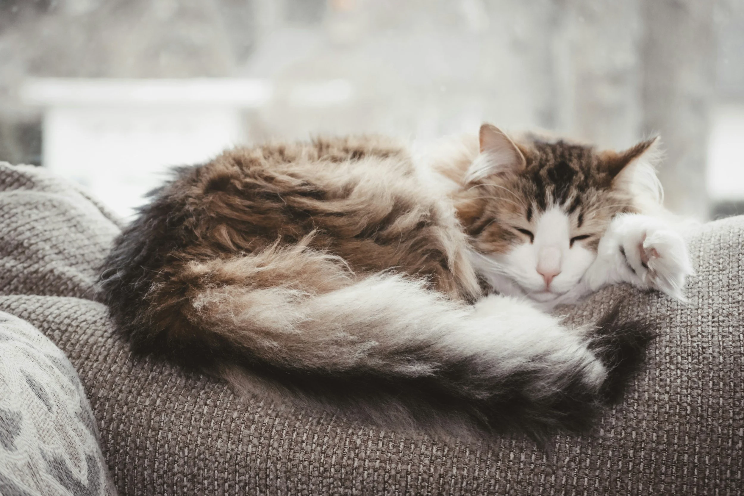 Two cats, one white and black, and one fluffy brown, lying close together and sleeping on a textured beige blanket.