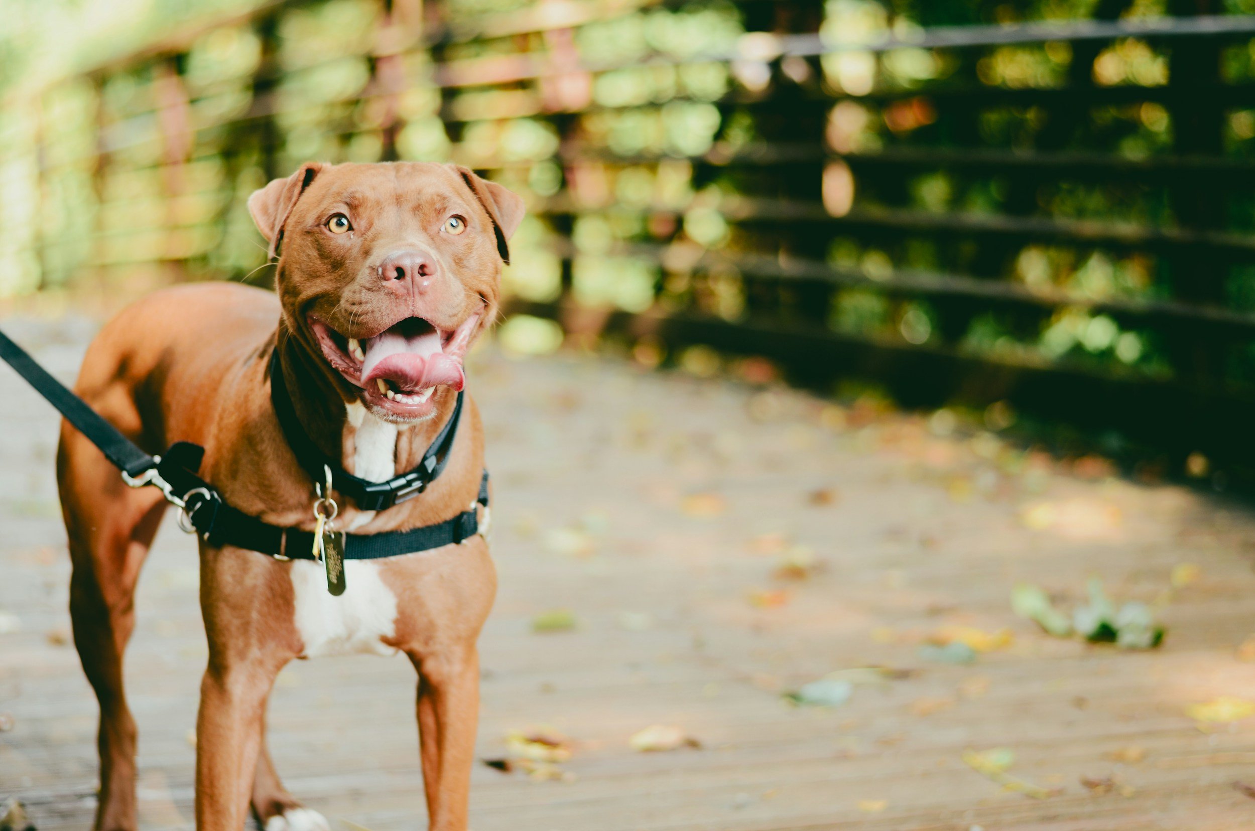 A happy brown dog with a white chest and paws, wearing a black harness, standing outdoors on a path surrounded by fallen leaves, with a blurred fence and greenery in the background.