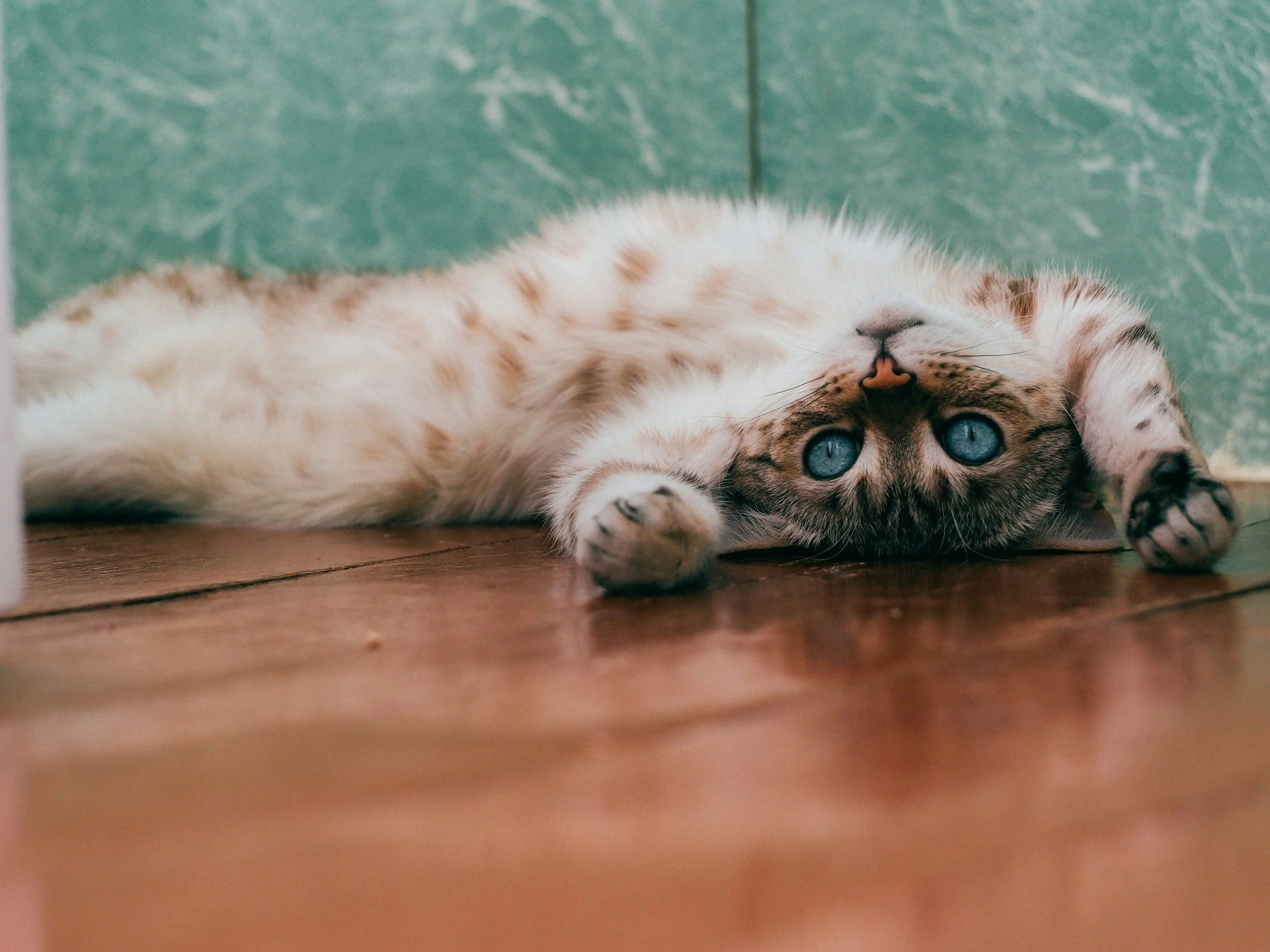 A young tabby cat with blue eyes lying on its back on a wooden floor, with a green wall in the background.