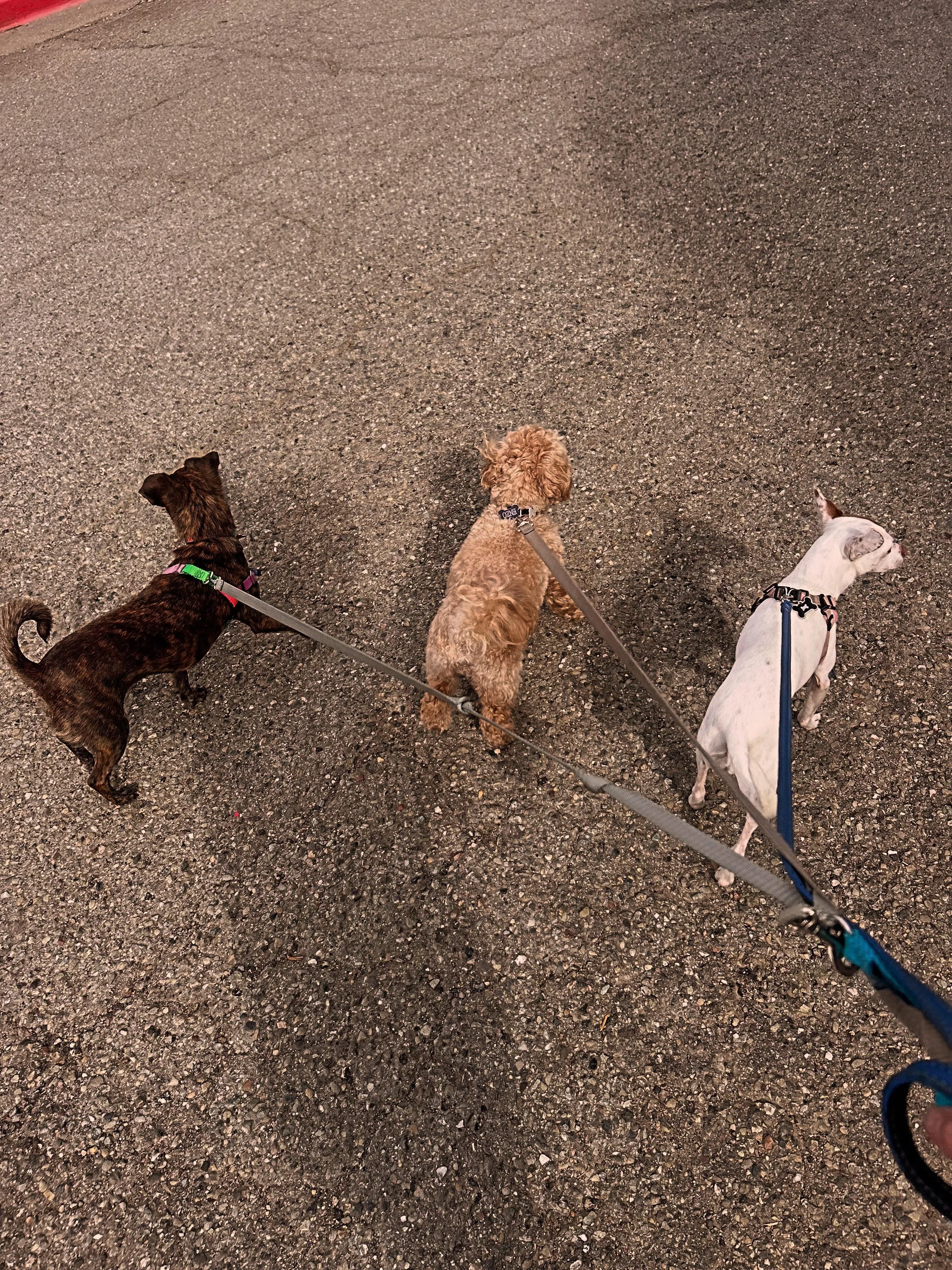 roxy enzo and rose.jpg