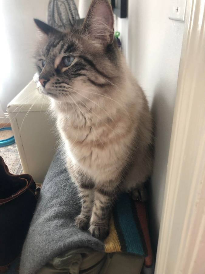 Heather's Kitty.jpg