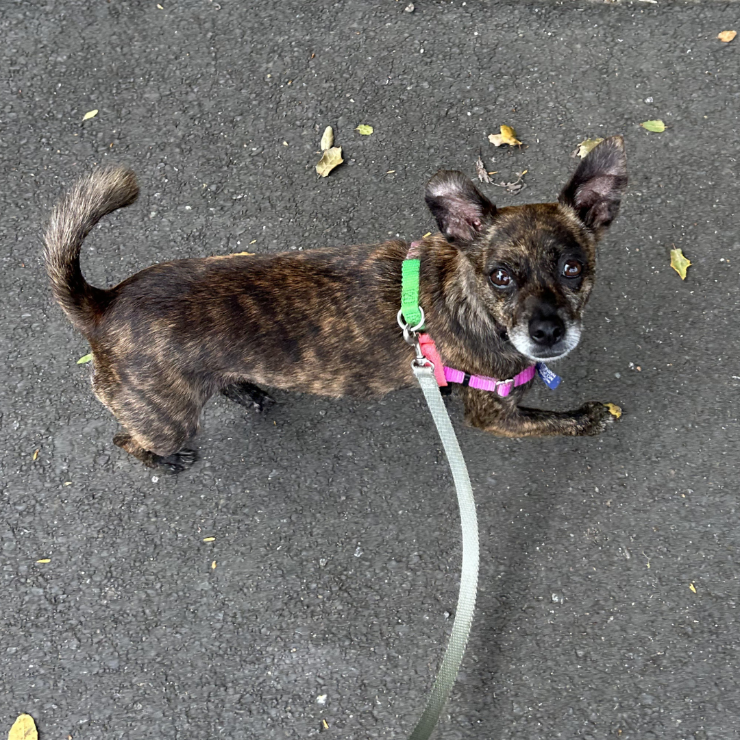 Solo Dog Walk