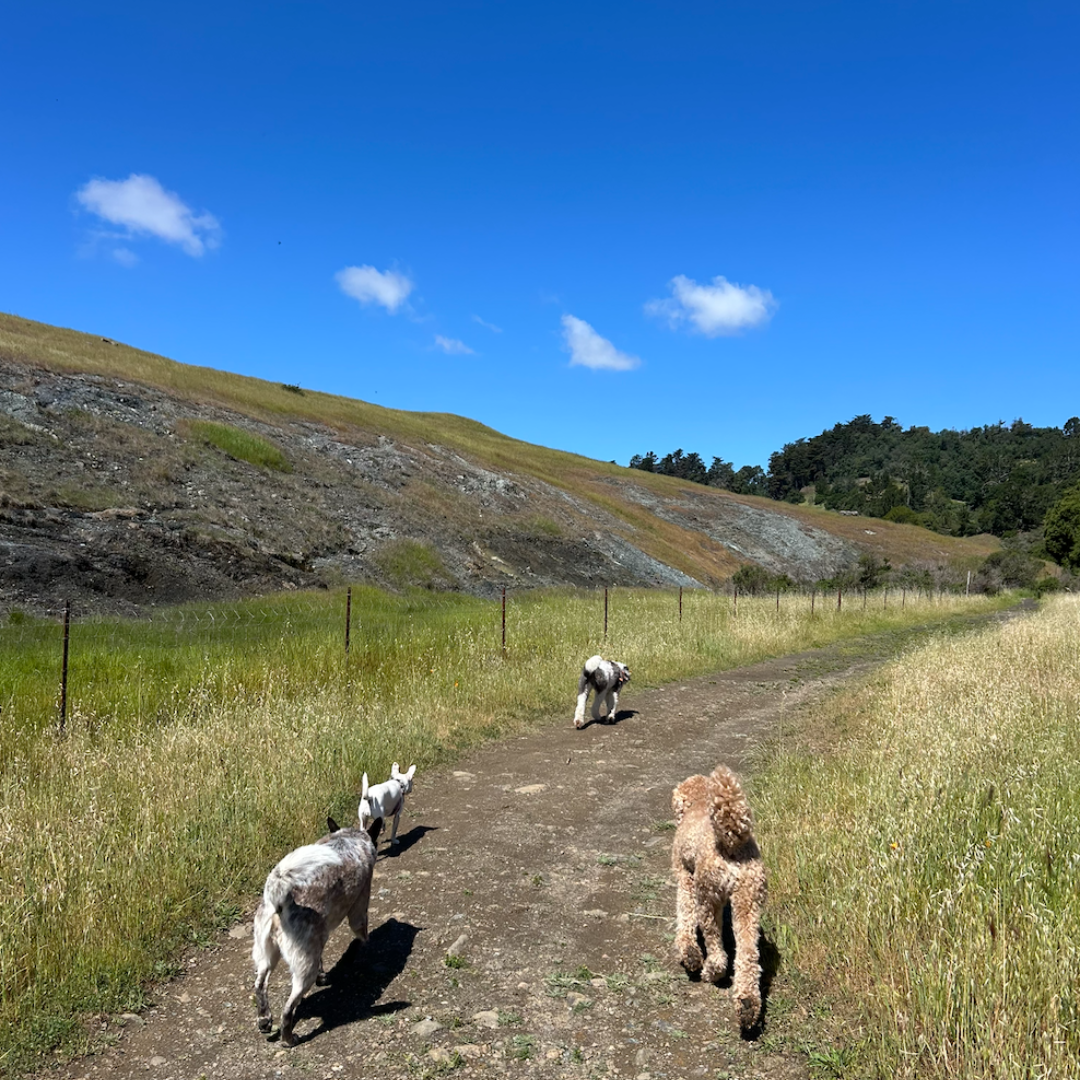 A dirt path in a grassy field with a fence, surrounded by rolling hills and trees under a blue sky with a few clouds. Four dogs are walking along the path.