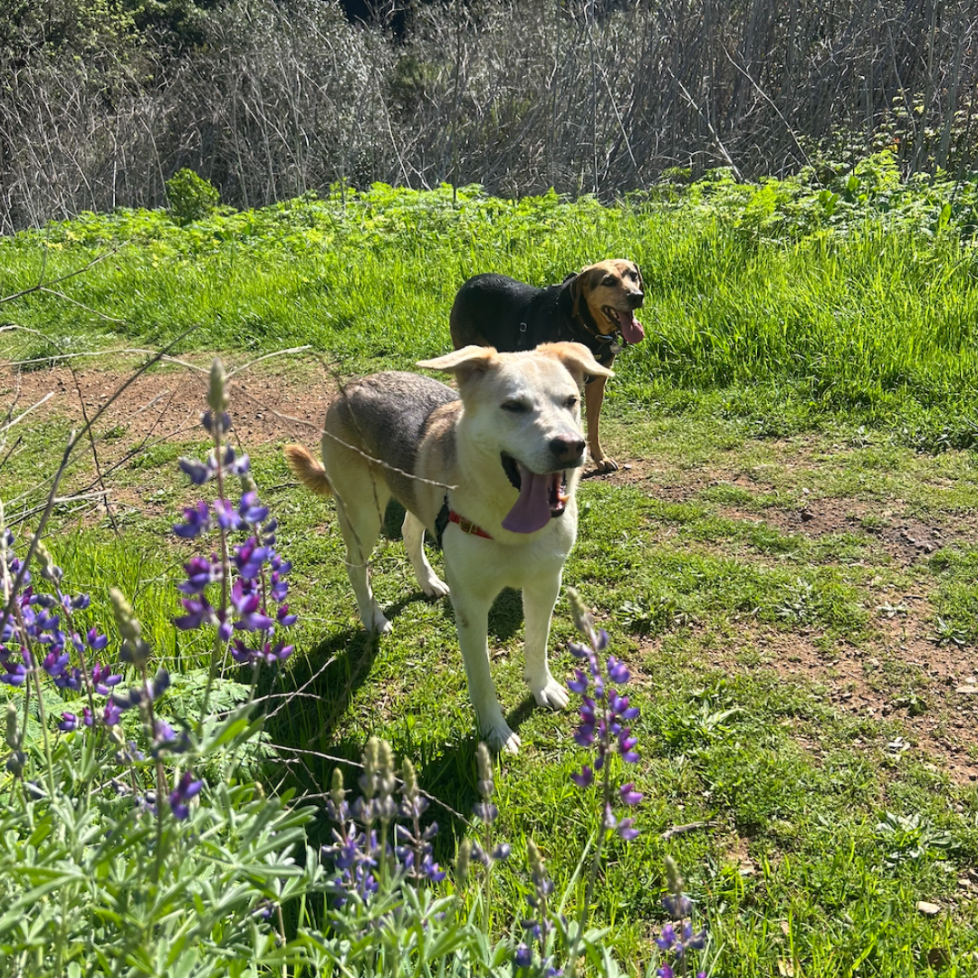 Two dogs standing on a grassy area with purple flowers in the foreground and green vegetation in the background.