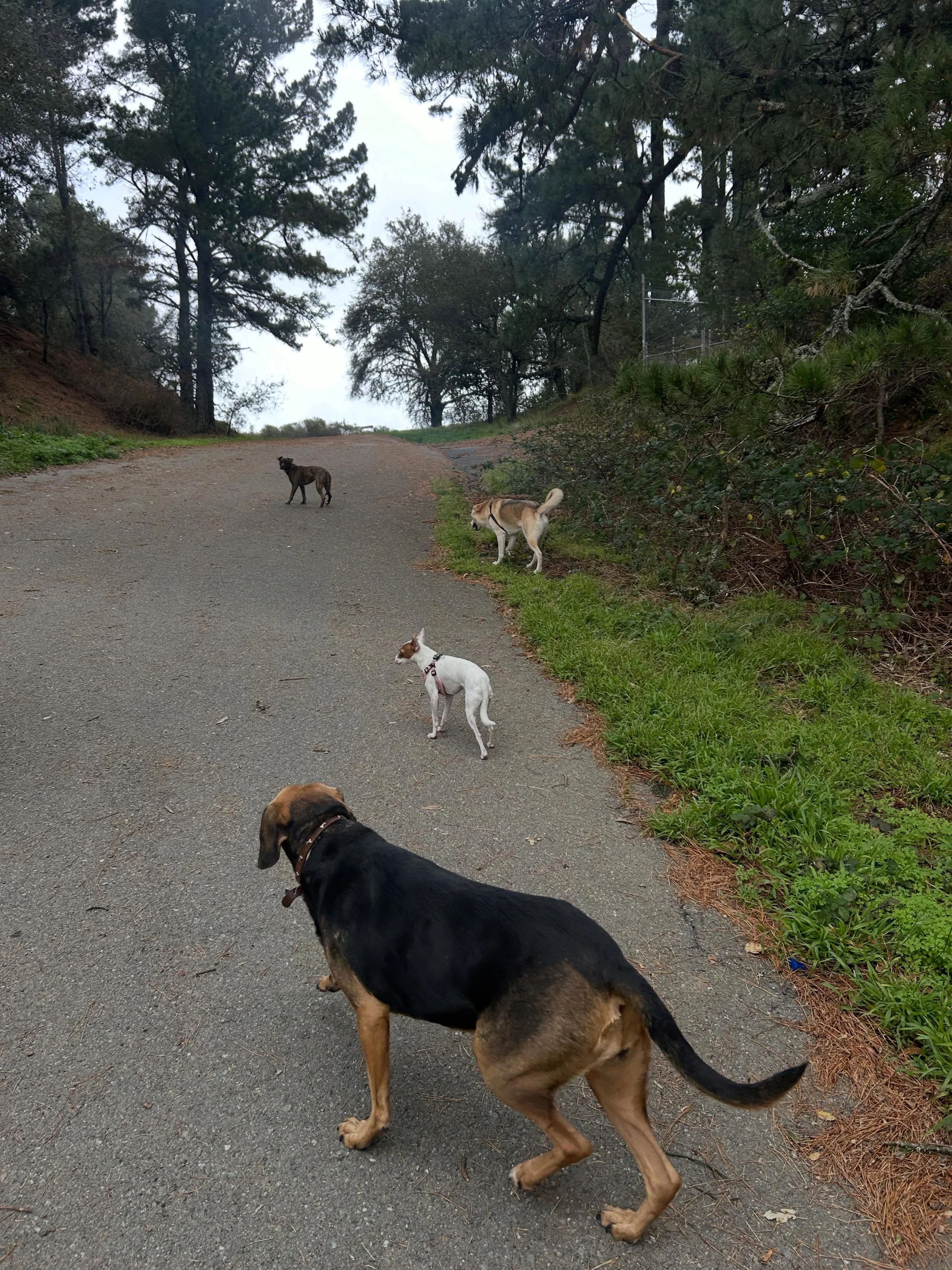 foursome dogs.jpg