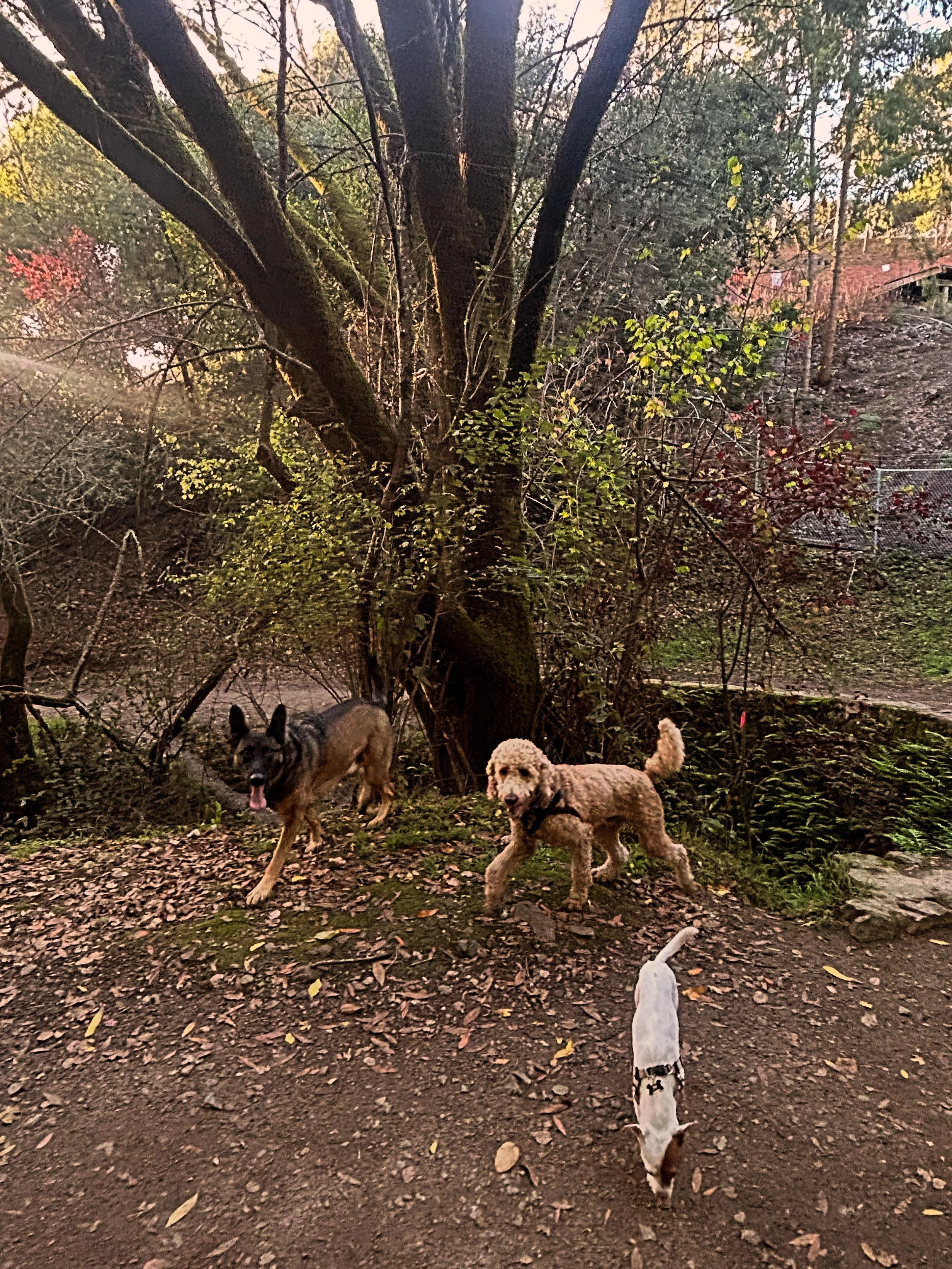 dog pack jay trio.jpg