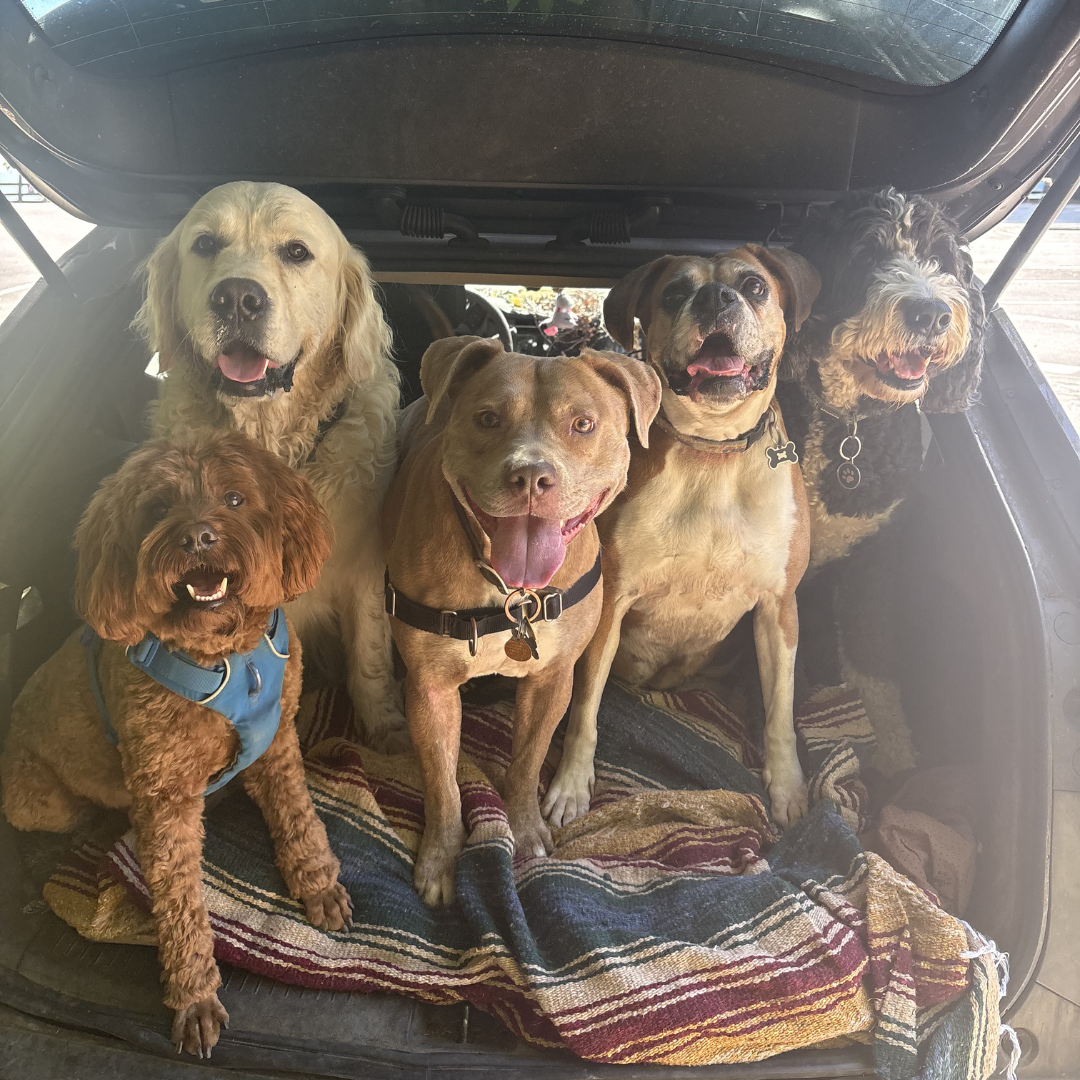 Six dogs sit in the trunk of a car with a striped blanket. They are looking at the camera and appear happy.