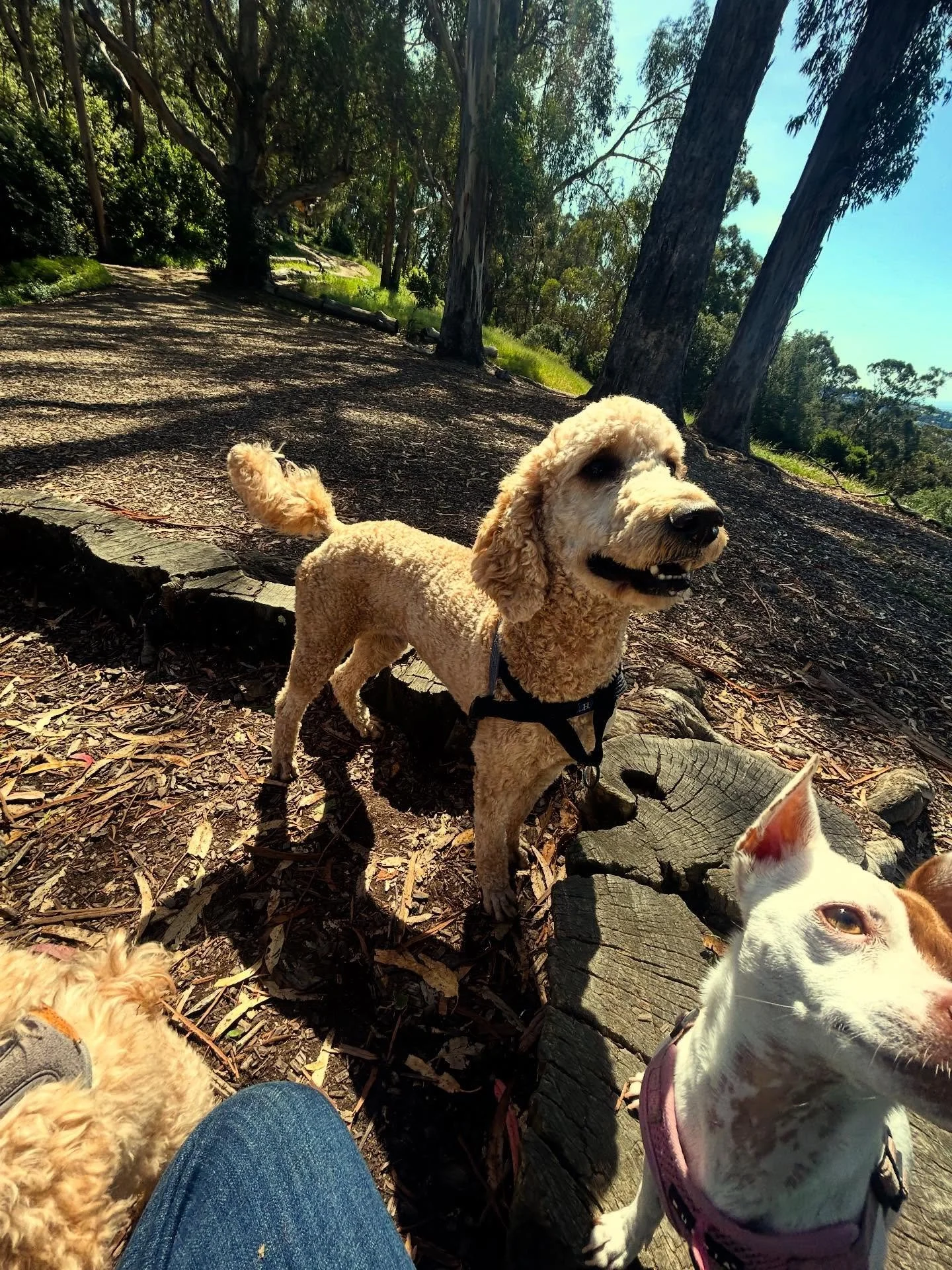 poodle and terrier energy.jpg