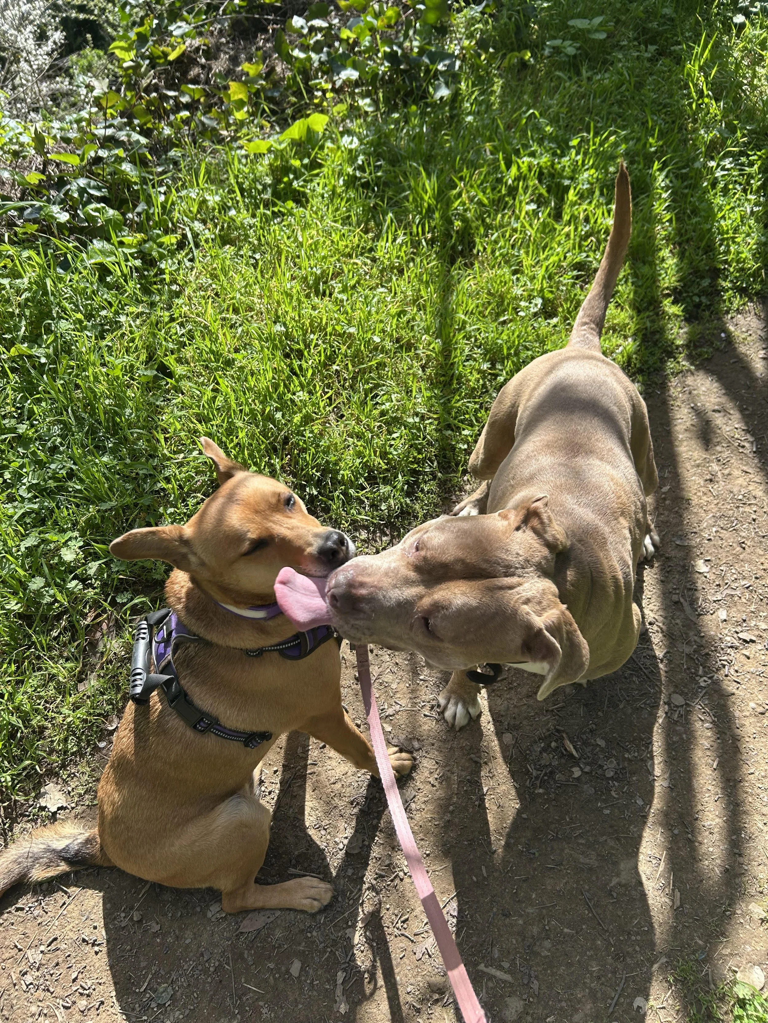 dog kissing outdoor amateur photo.jpg