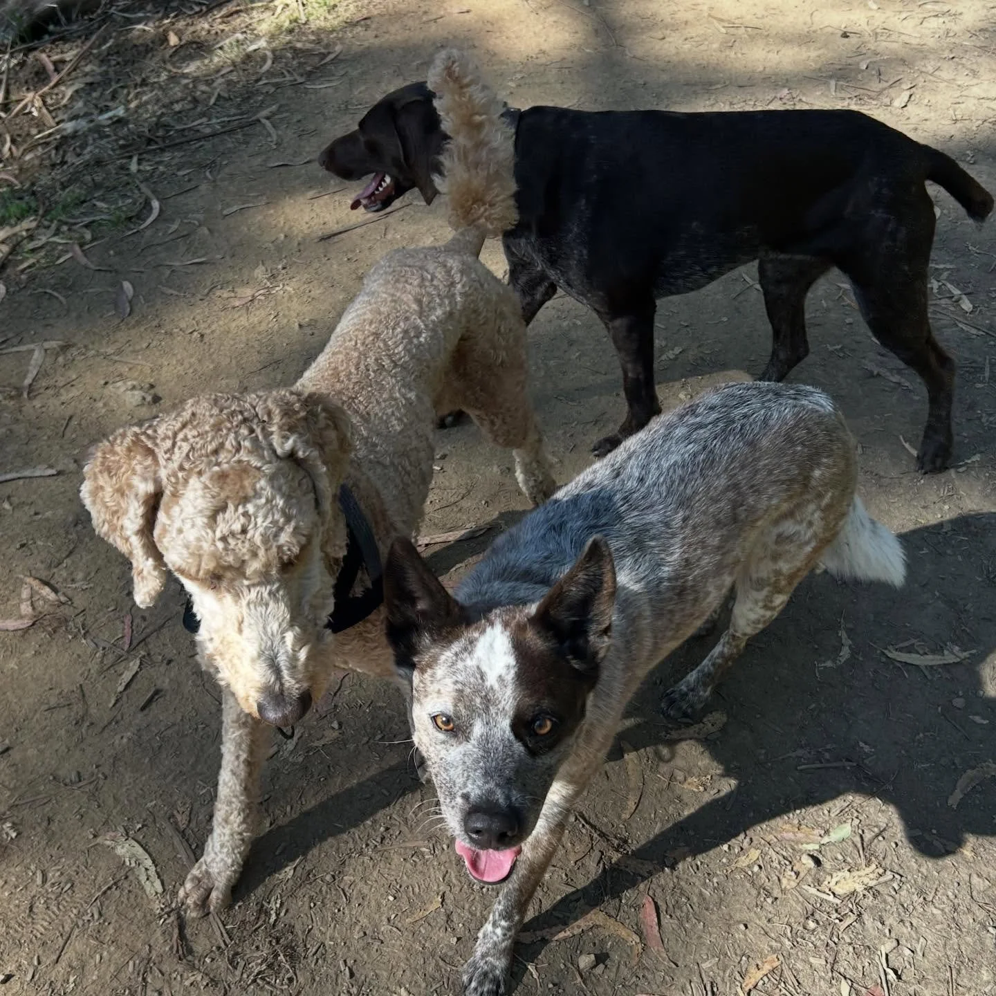 trio temi tony and posie.jpg