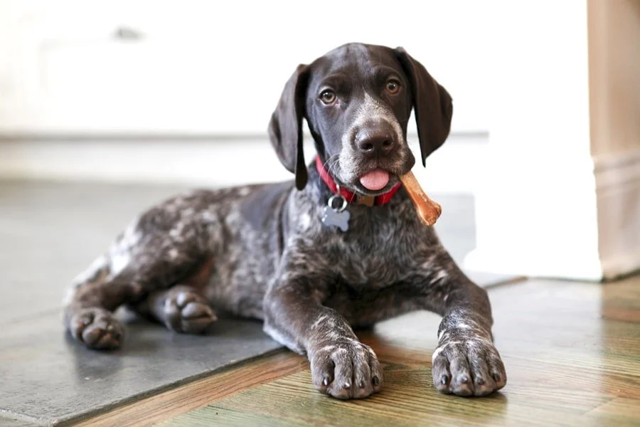 GSP Puppy.jpg