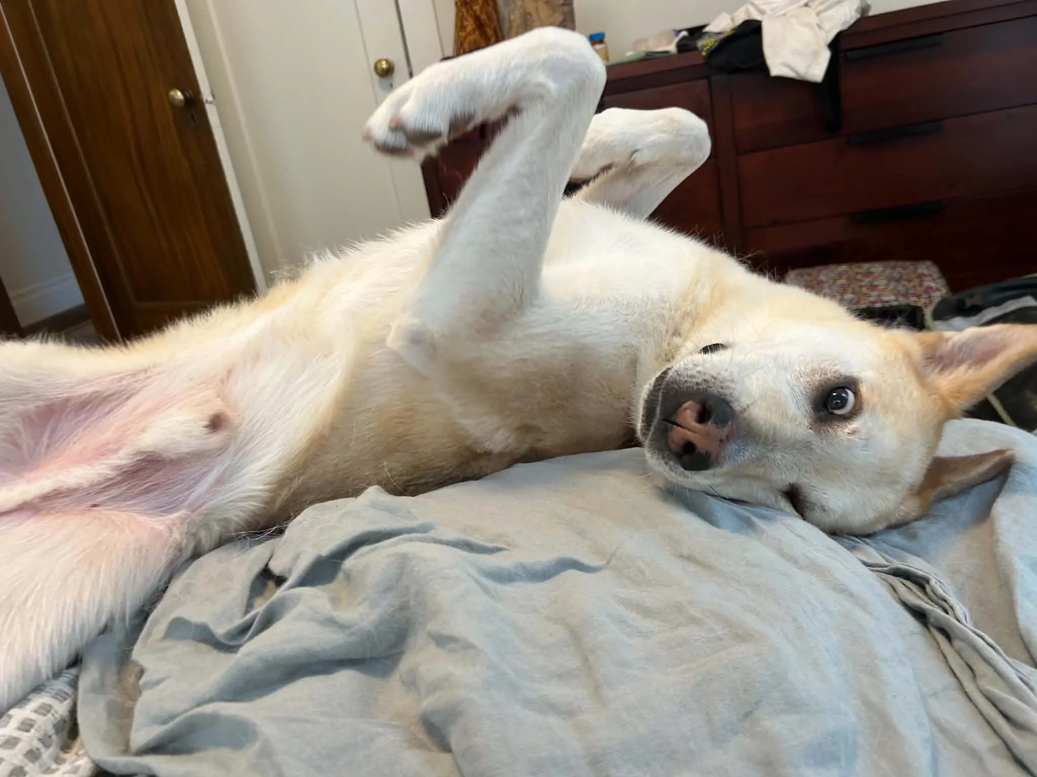 A dog lying on its back on a bed, with one paw raised and a relaxed expression, in a bedroom with wooden furniture and clothes on a dresser.