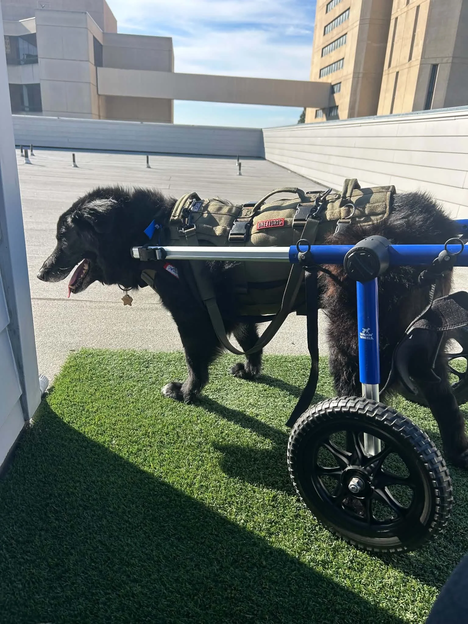 A black dog with a harness is lying on a wheelchair, which has large wheels, on a rooftop with green turf. The dog appears to be resting with its tongue slightly sticking out. The background shows modern buildings and a blue sky with some clouds.