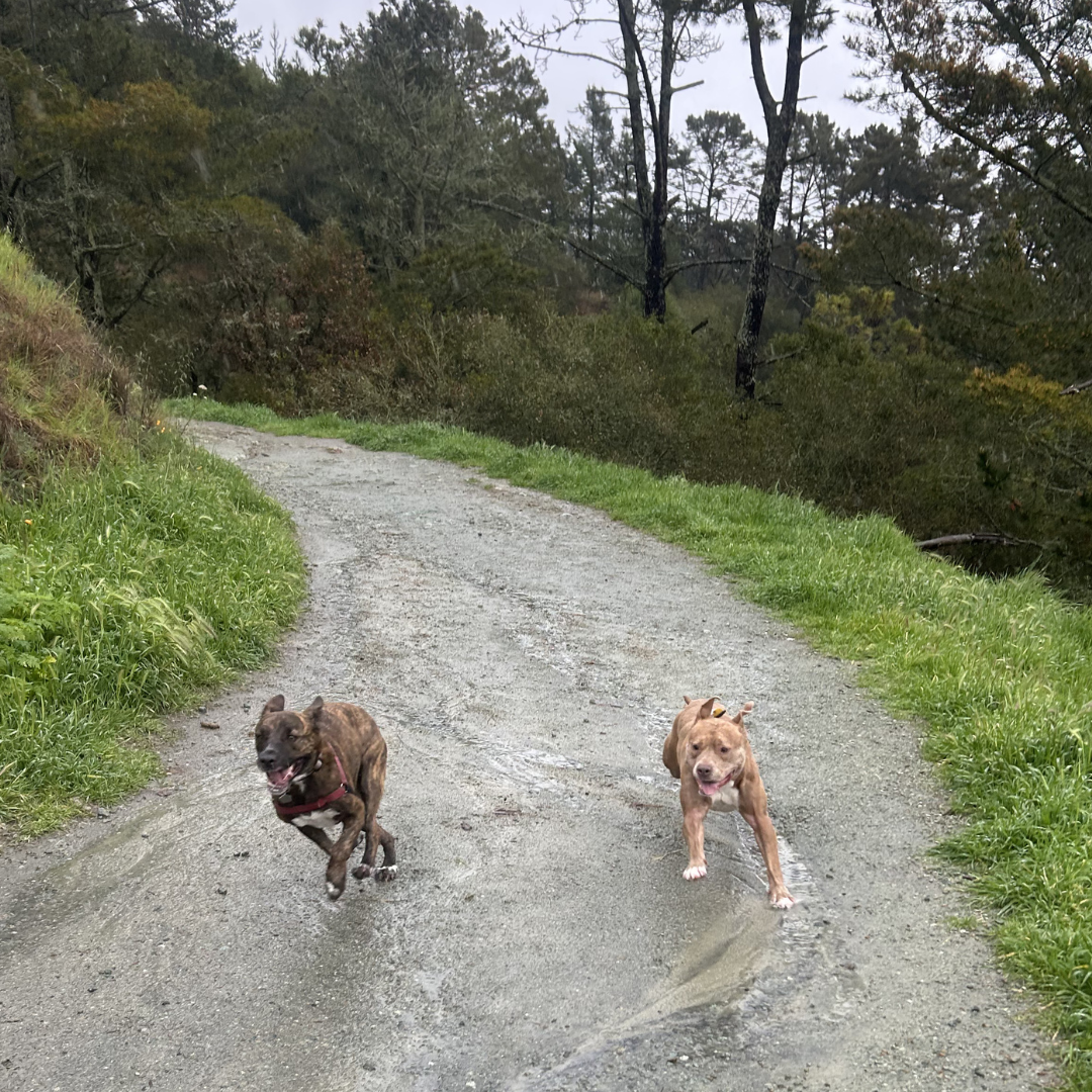 Dog Training
