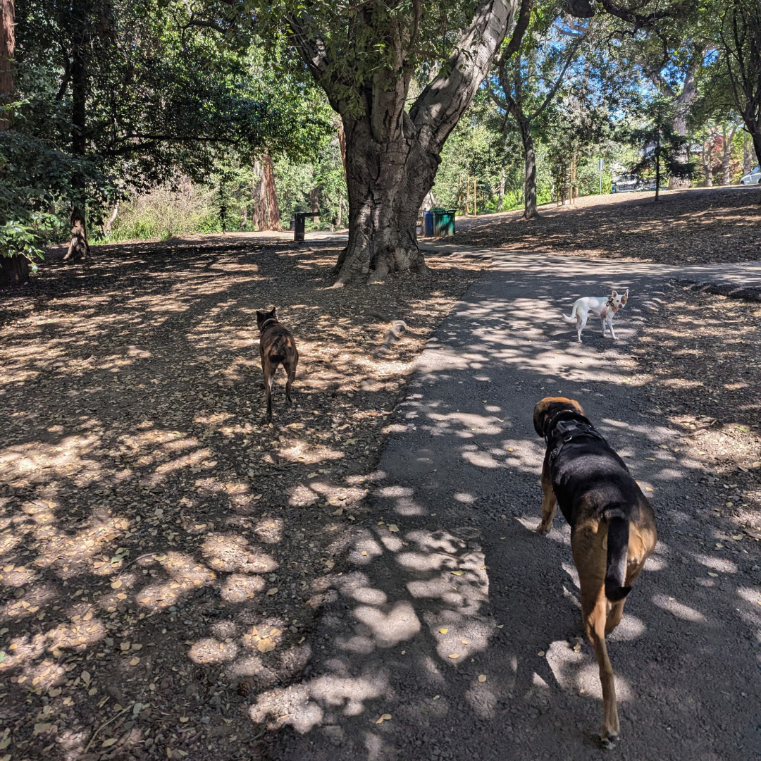 Dog Pack Adventure