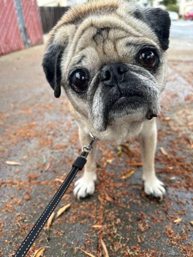 Close-up of a small pug dog on a leash outdoors, standing on a wet, leaf-covered pavement with a blurred background of fence and trees.